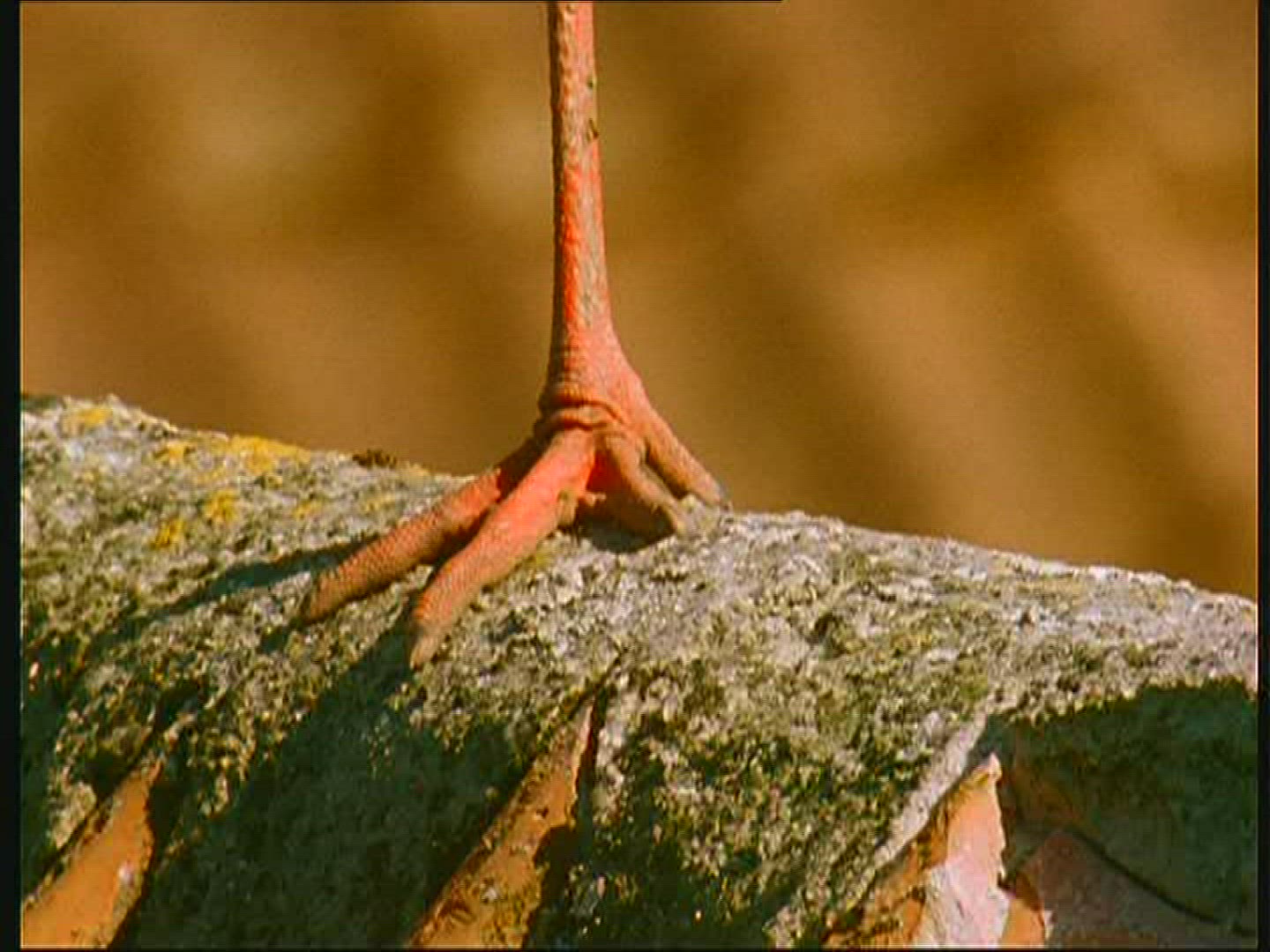 520759416 / White Stork / Foot / Claw / Poland