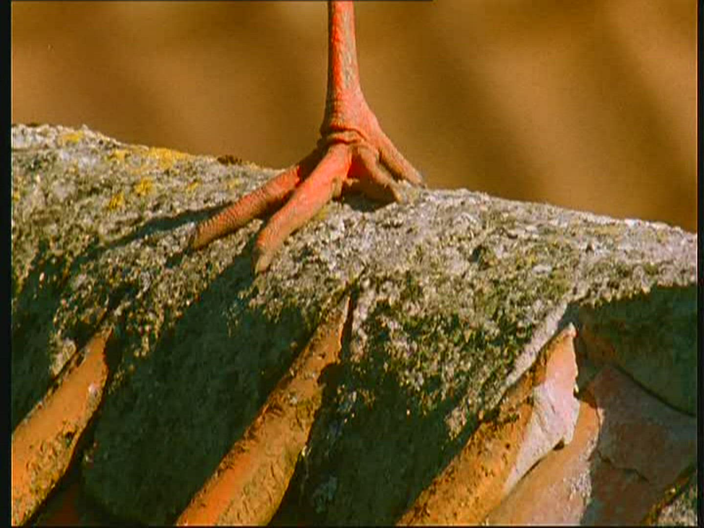 255066225 / White Stork / Foot / Claw / Poland