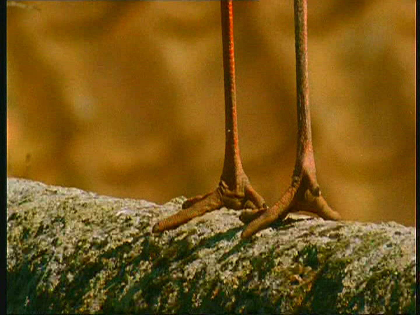 812781134 / White Stork / Foot / Claw / Poland