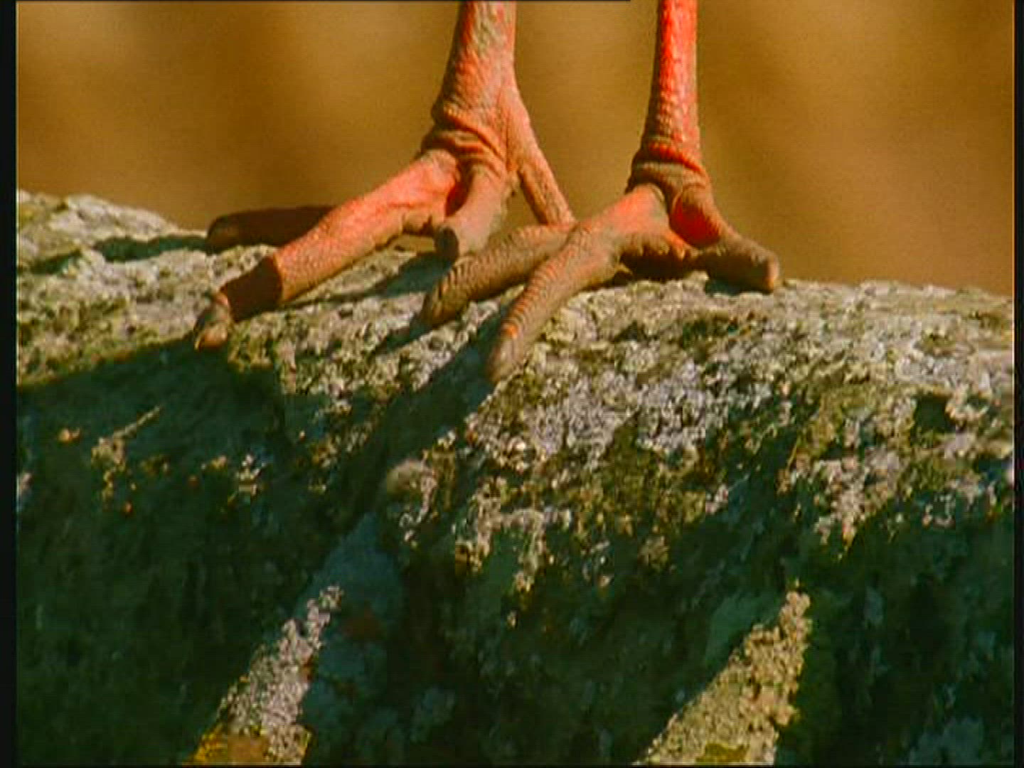 200605379 / White Stork / Foot / Claw / Poland