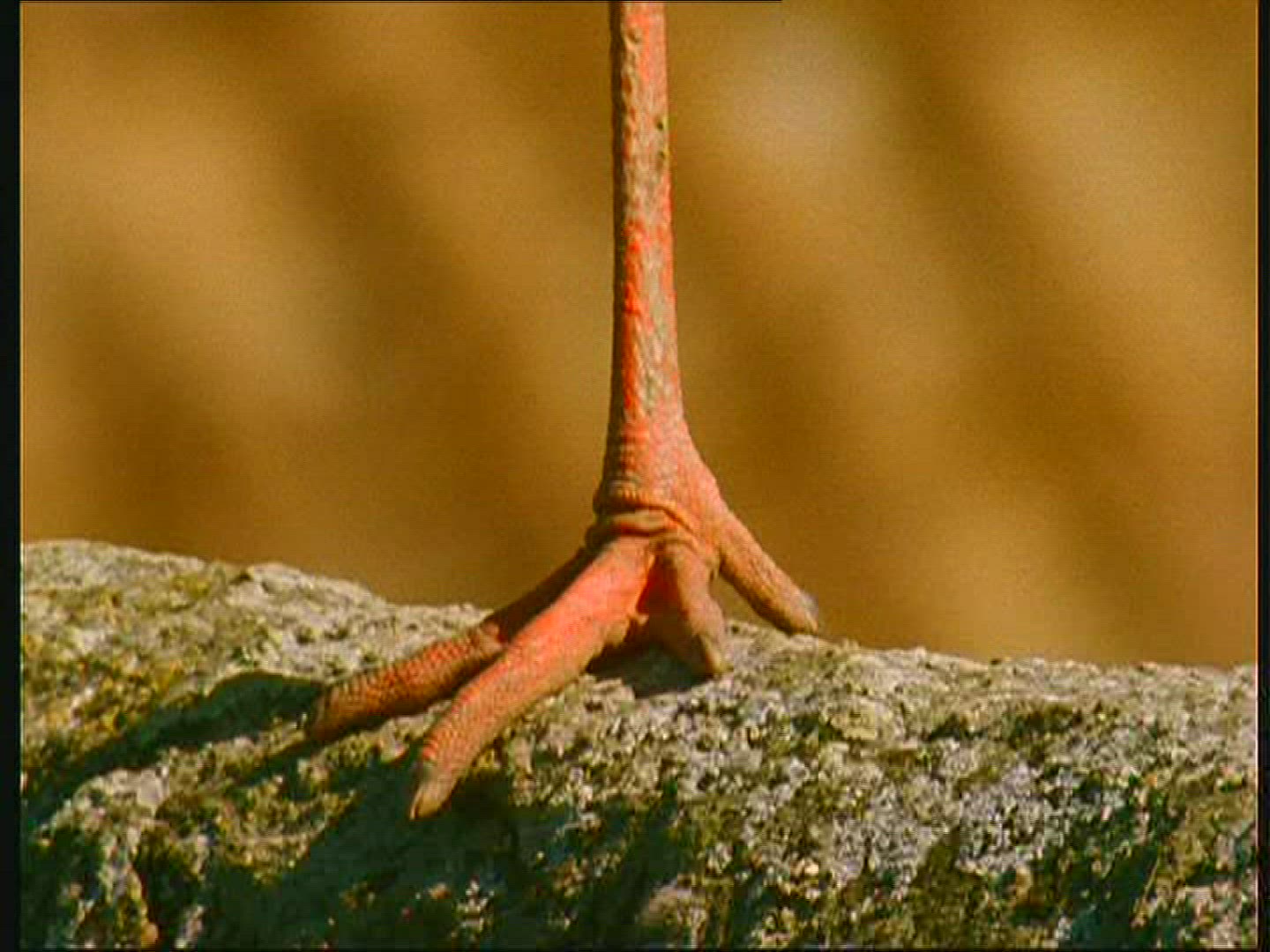 109481150 / White Stork / Foot / Claw / Poland