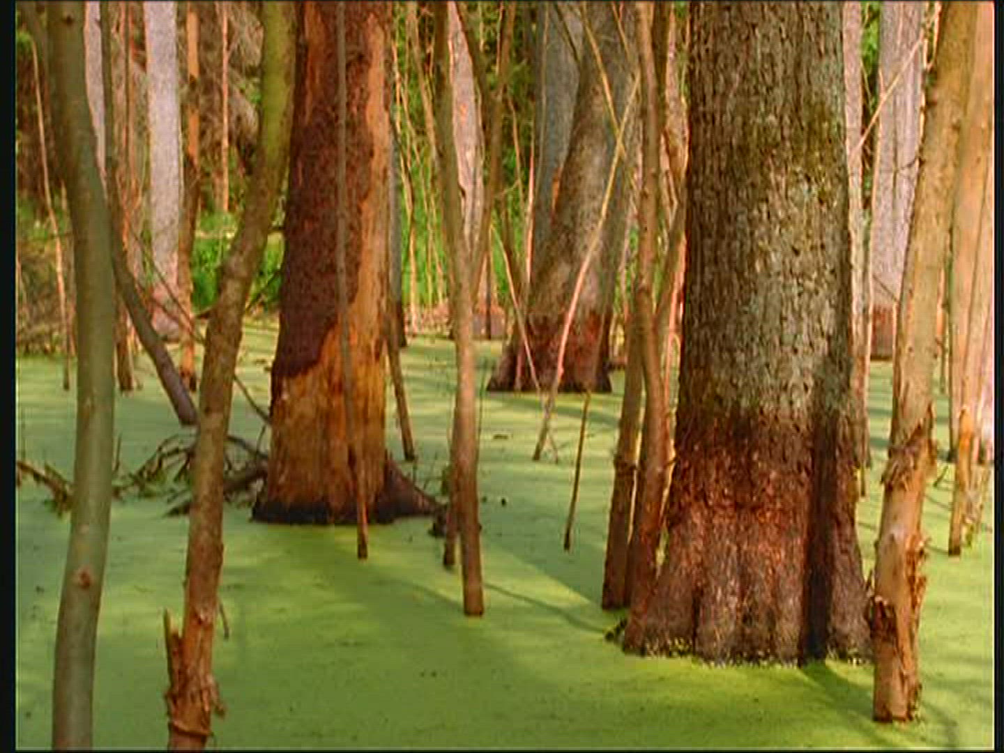 893614845 / Beaver Dam / Forest / Poland