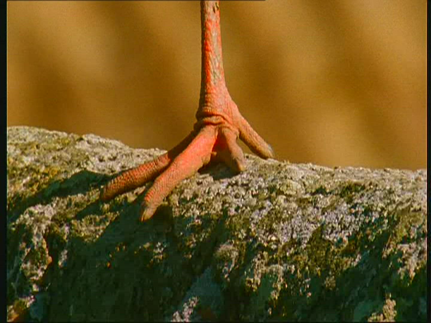 589338606 / White Stork / Foot / Claw / Poland