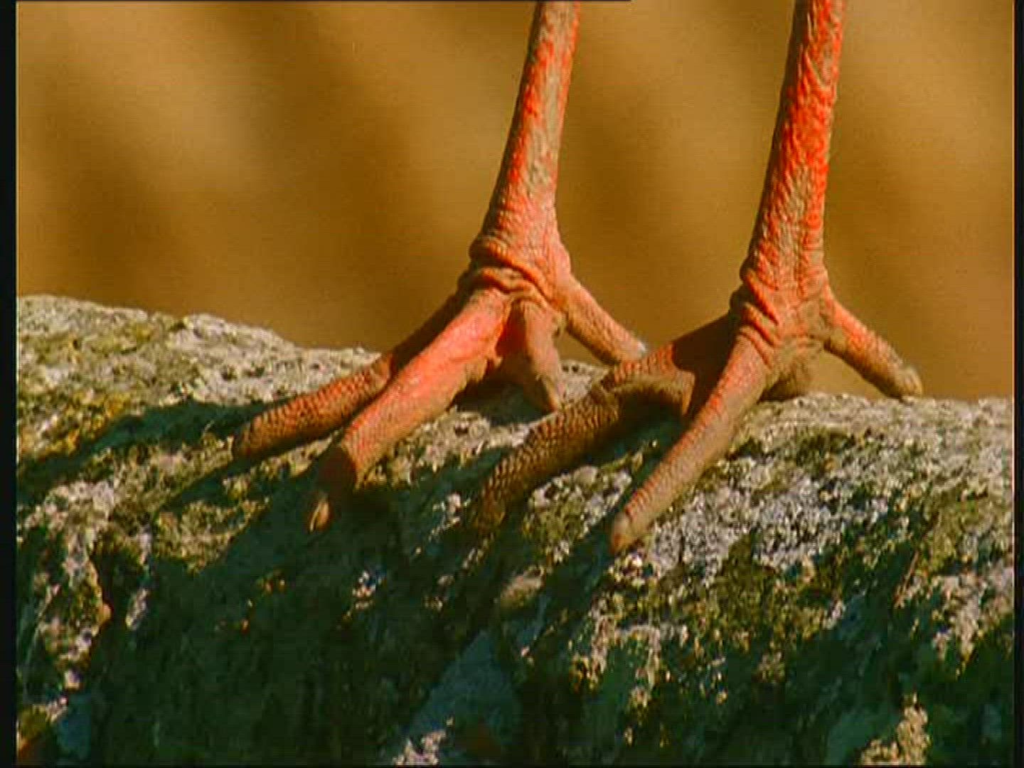 915873061 / White Stork / Foot / Claw / Poland