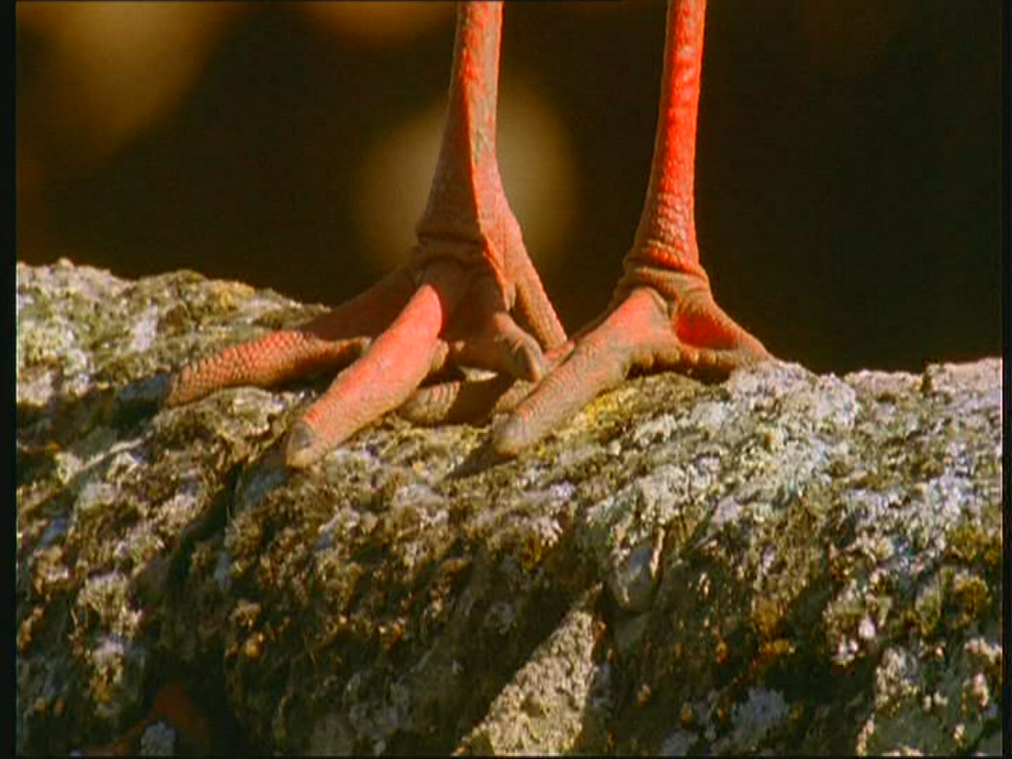 650195833 / White Stork / Foot / Claw / Poland