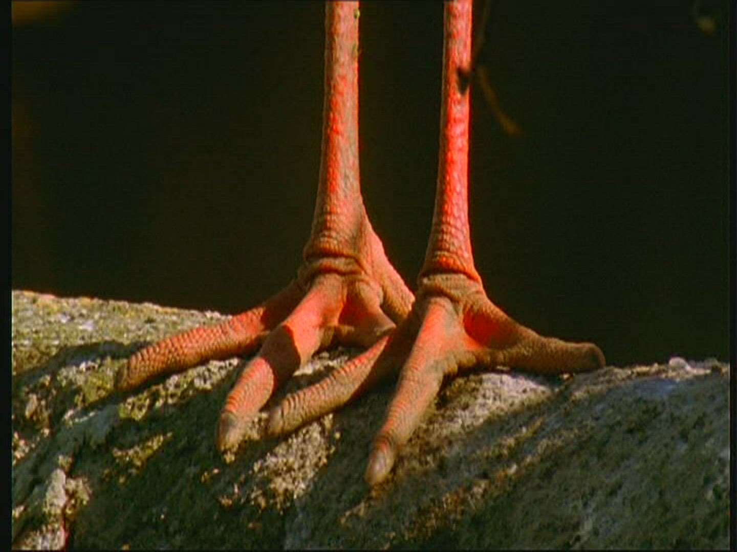 215918125 / White Stork / Foot / Claw / Poland