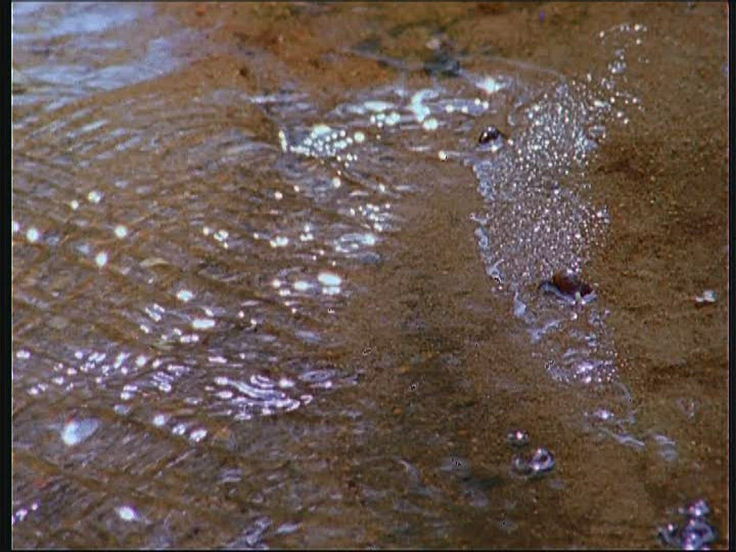 701669742 / Beaver Dam / Forest / Poland