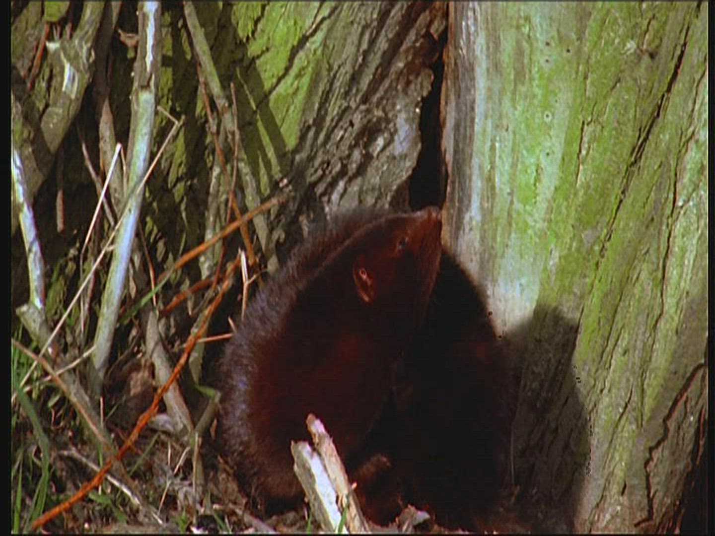 334945592 / Mink / Germany