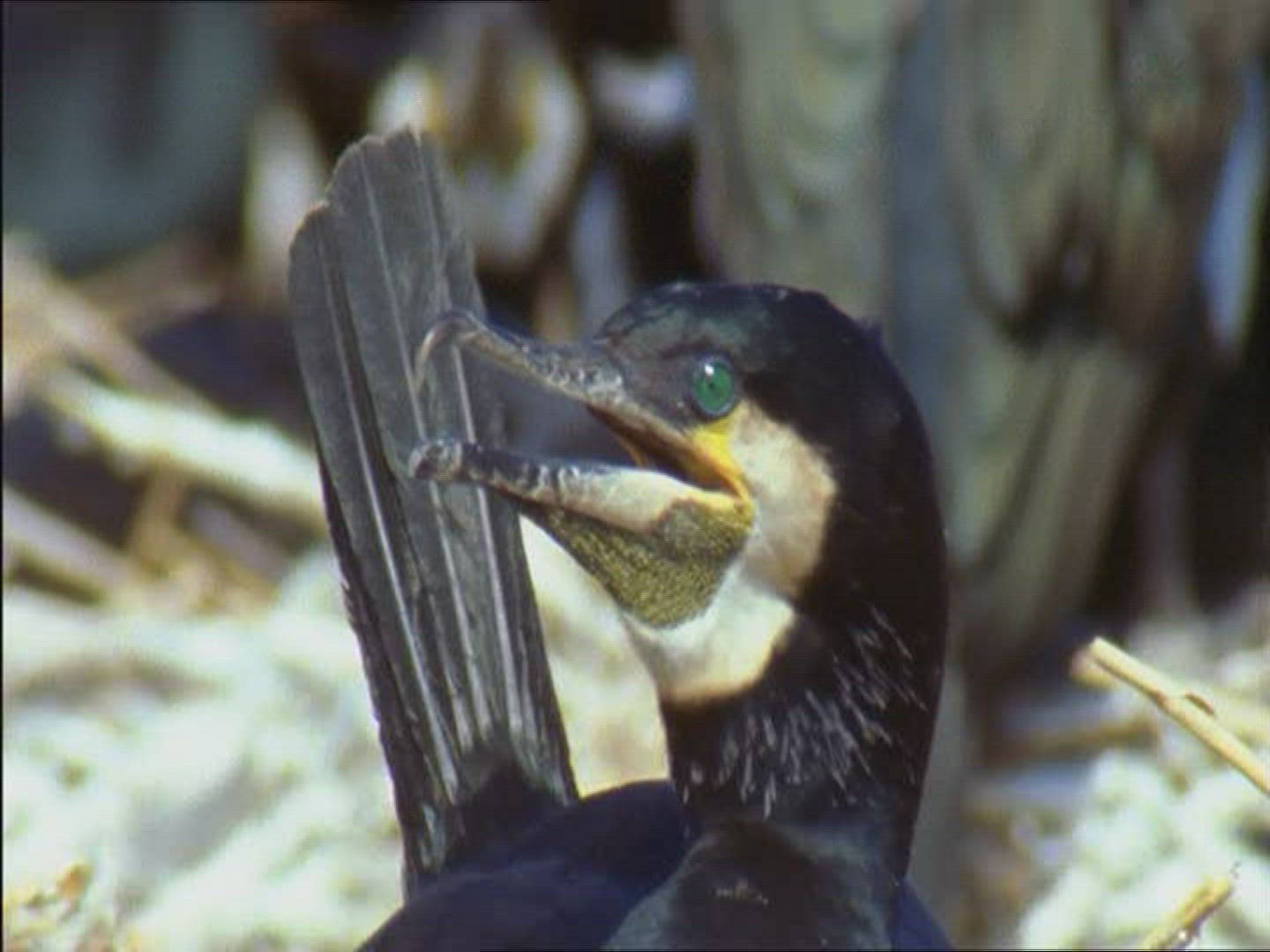 537326880 / Cormorant / Germany