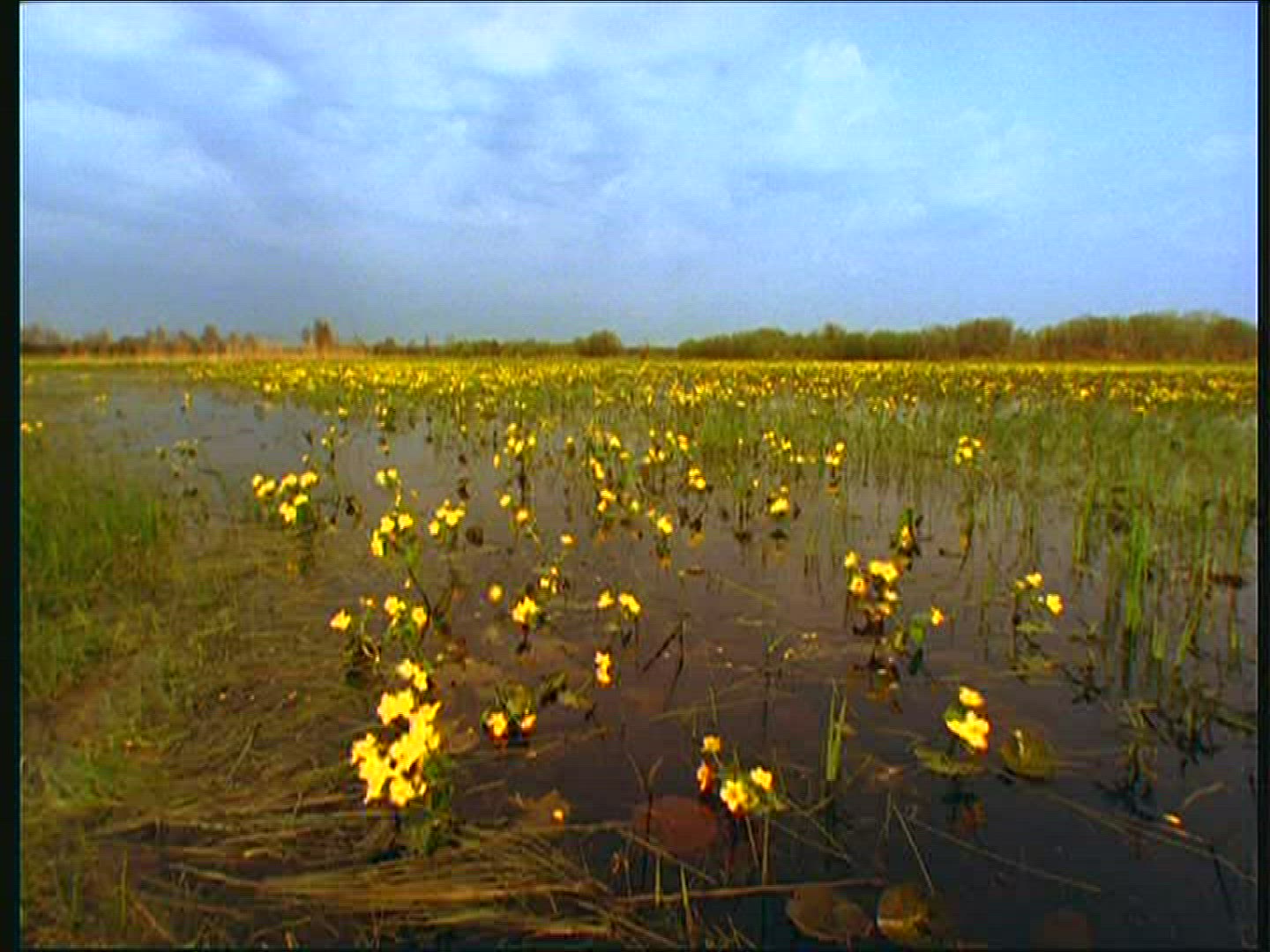 244452439 / Marsh Marigold / Swamp / Mid Europe