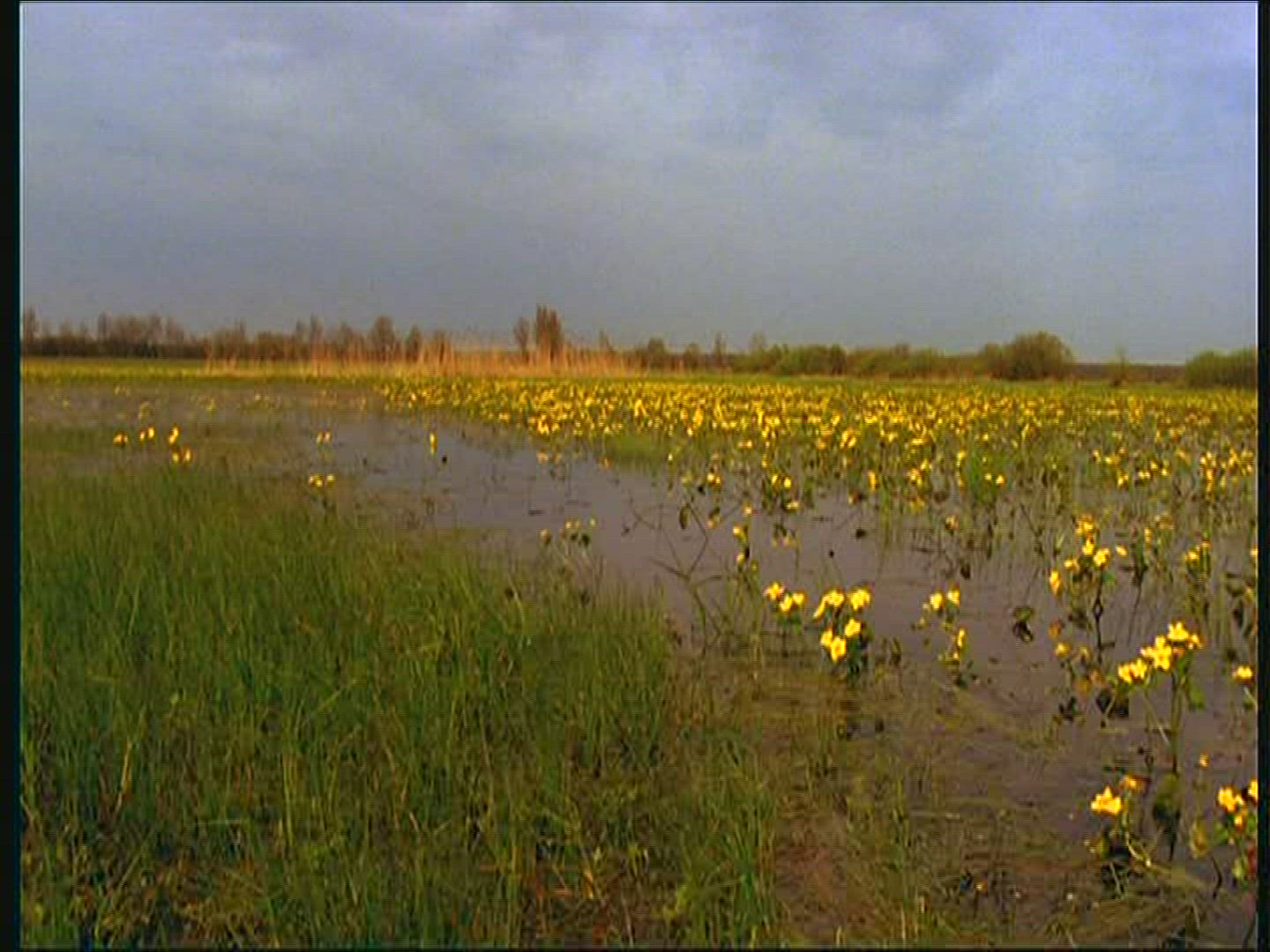 449538256 / Marsh Marigold / Swamp / Mid Europe