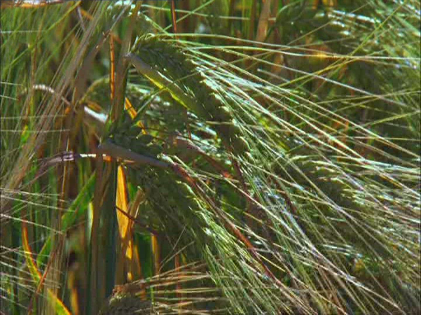 459794912 / Rye / Spike / Sweden