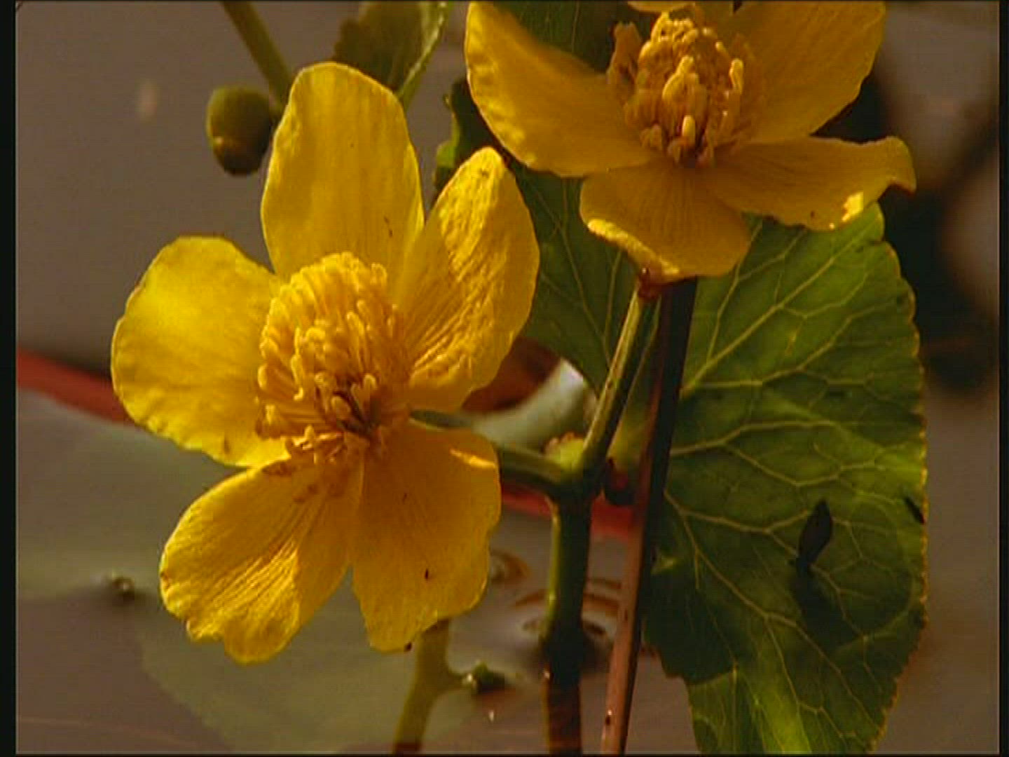 411411424 / Marsh Marigold / Swamp / Mid Europe