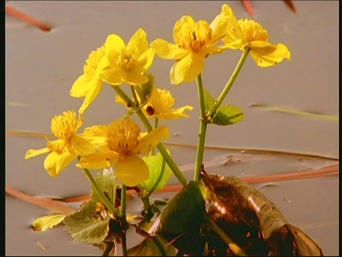 791327342 / Marsh Marigold / Swamp / Mid Europe