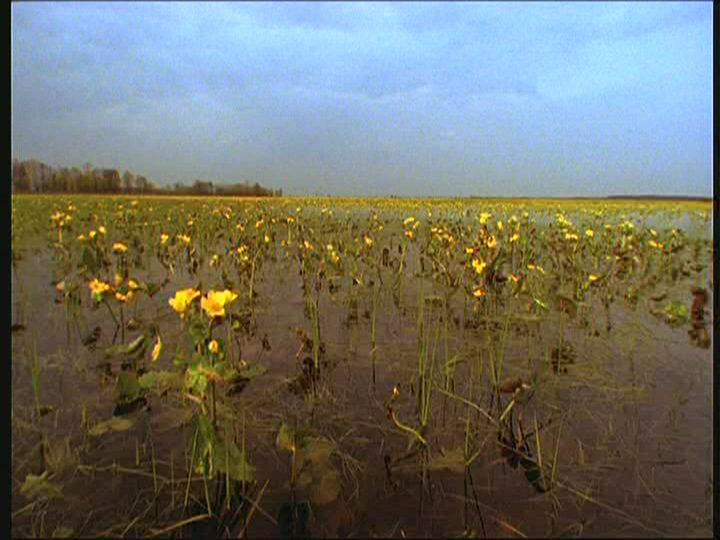 644395651 / Marsh Marigold / Swamp / Mid Europe
