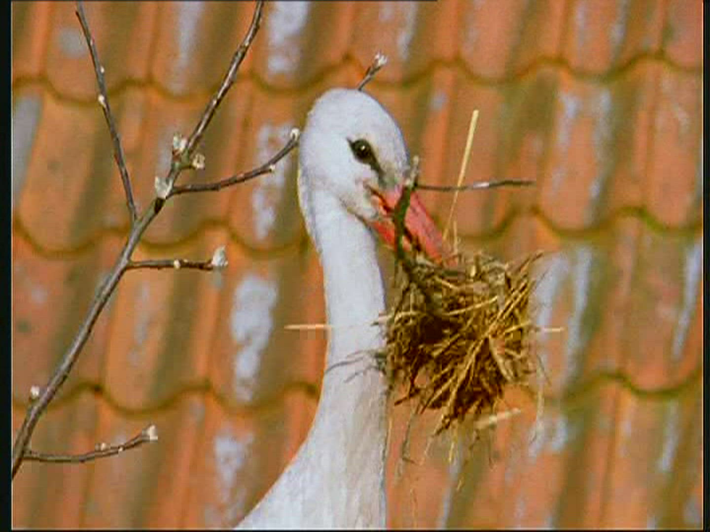 955946689 / White Stork / Nest-building / Poland