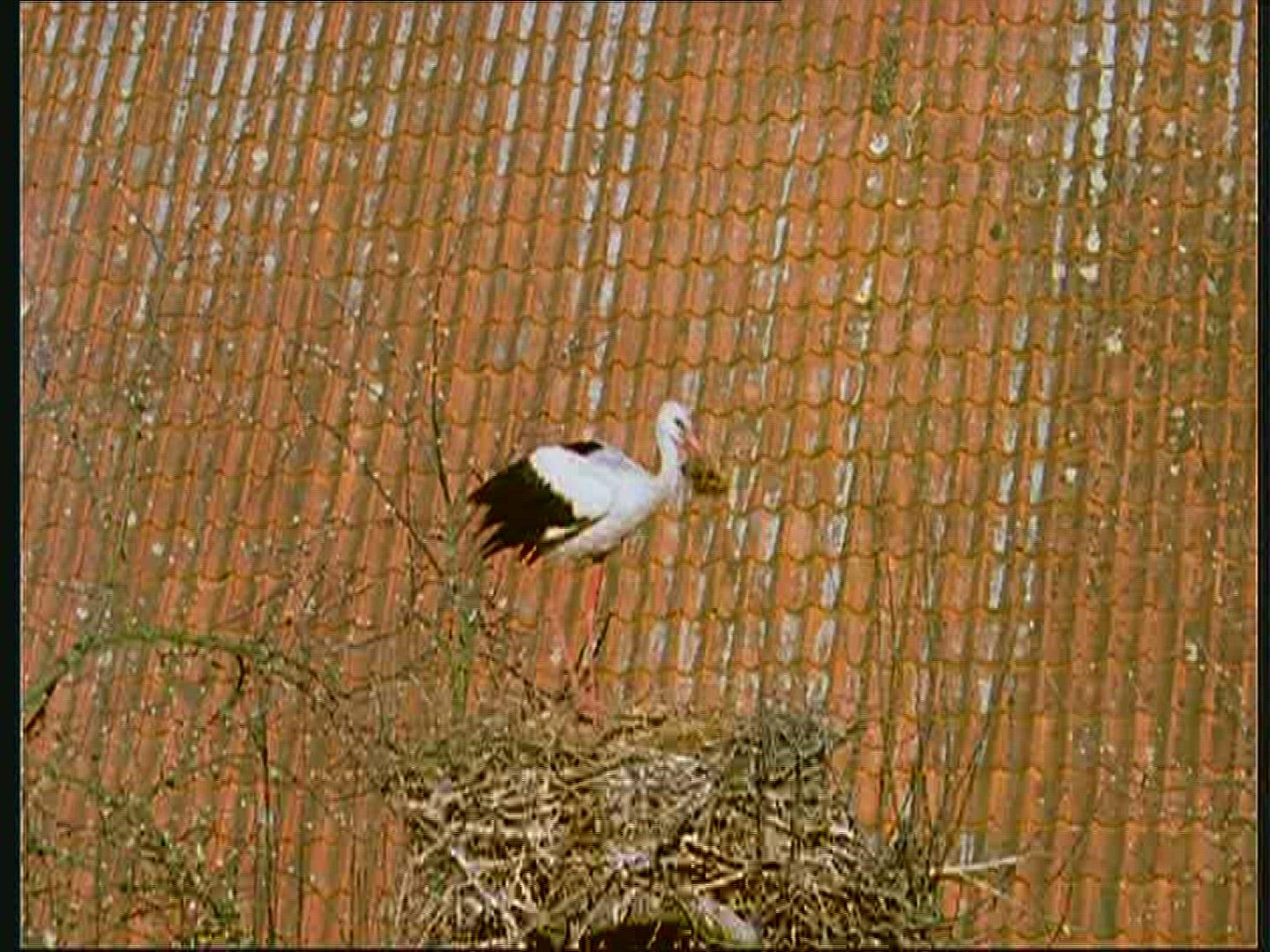193168503 / White Stork / Nest-building / Poland
