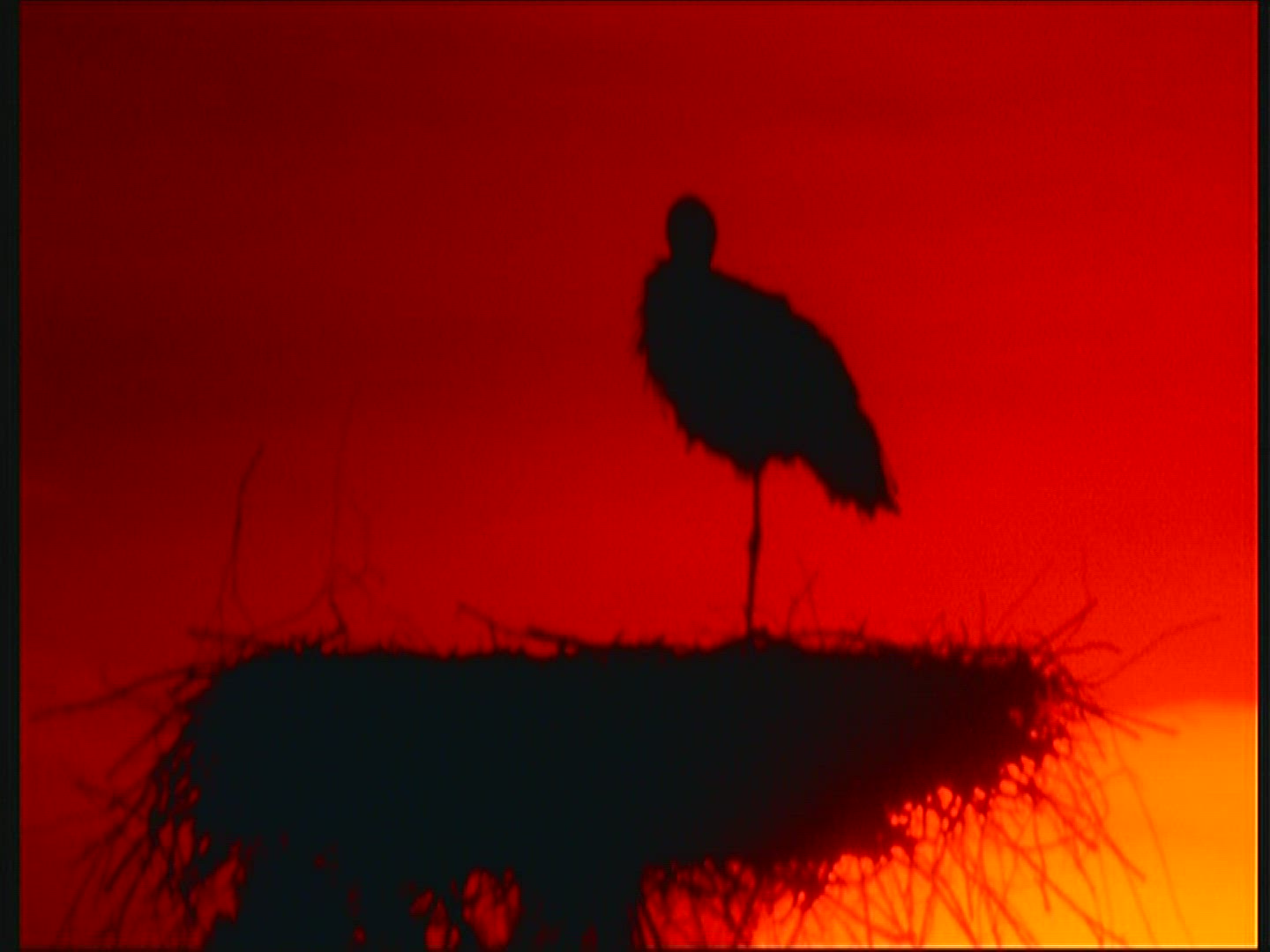 235256426 / White Stork / Sunset / Poland