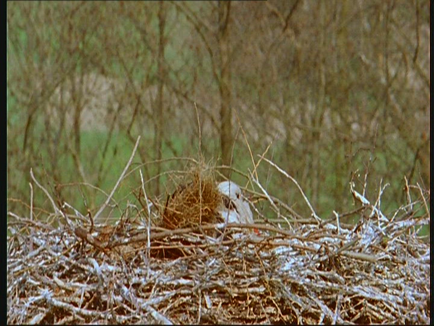 516885223 / White Stork / Nest-building / Poland