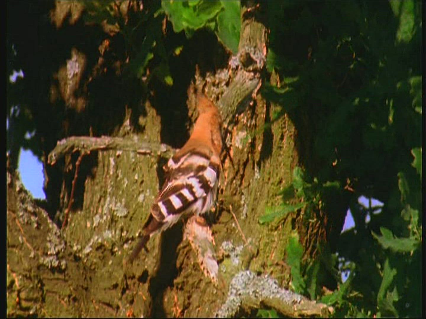 874604459 / Hoopoe / Limb / Poland