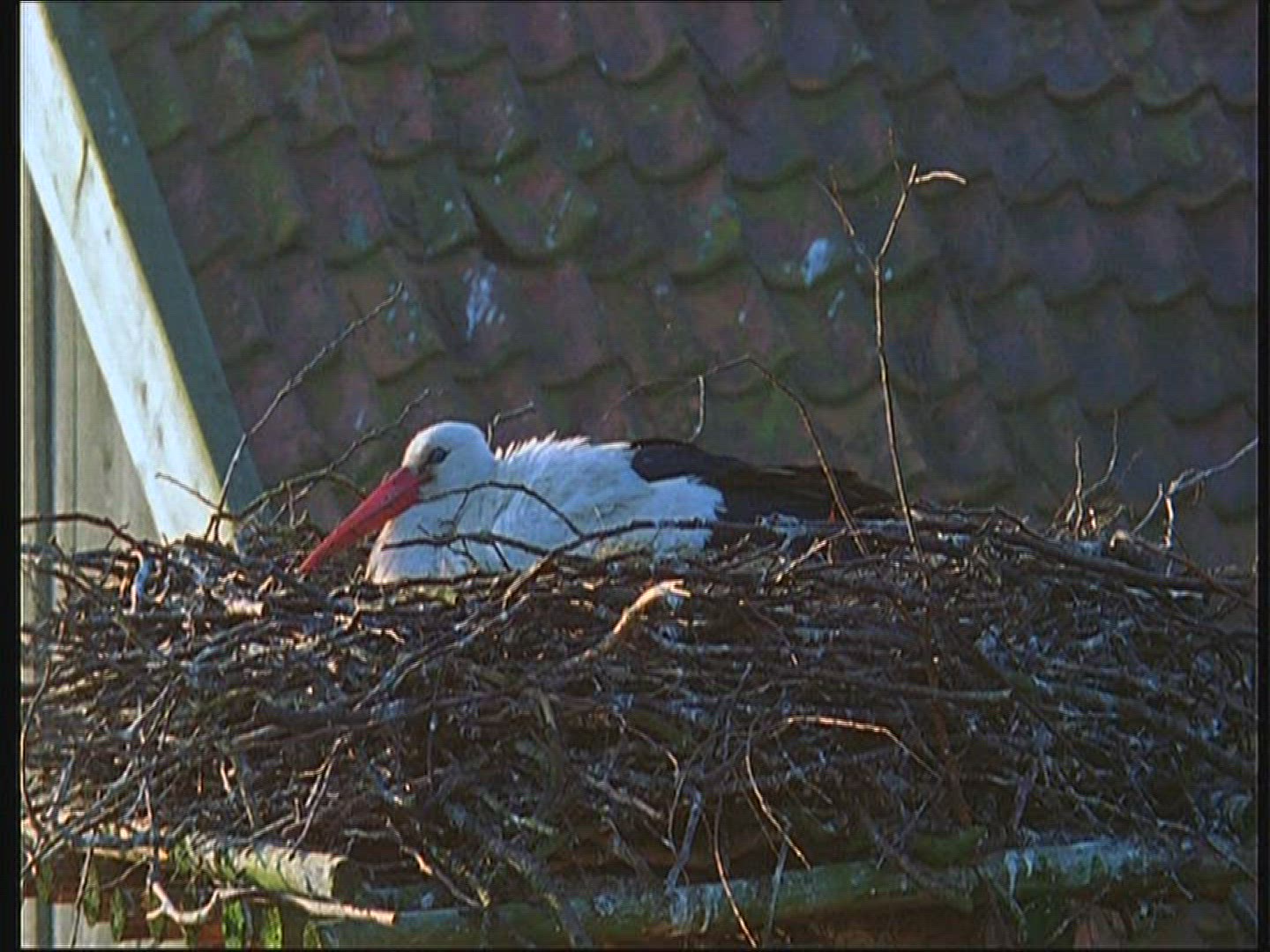 282102254 / White Stork / Nest-building / Poland