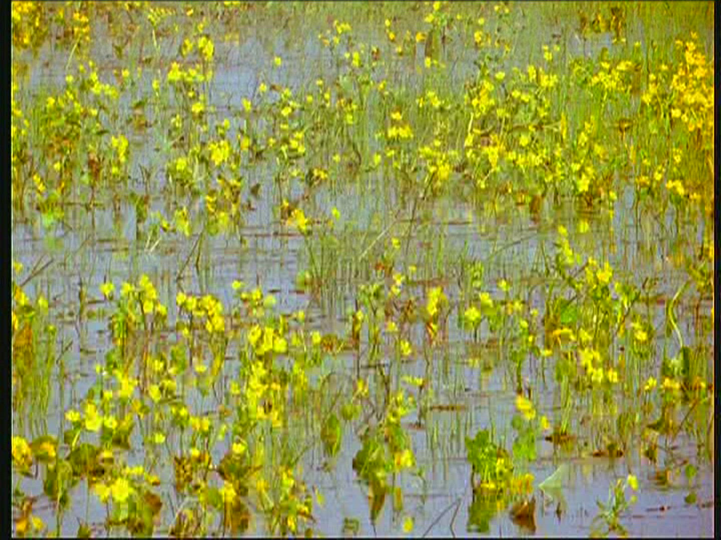 370221344 / Marsh Marigold / Swamp / Mid Europe