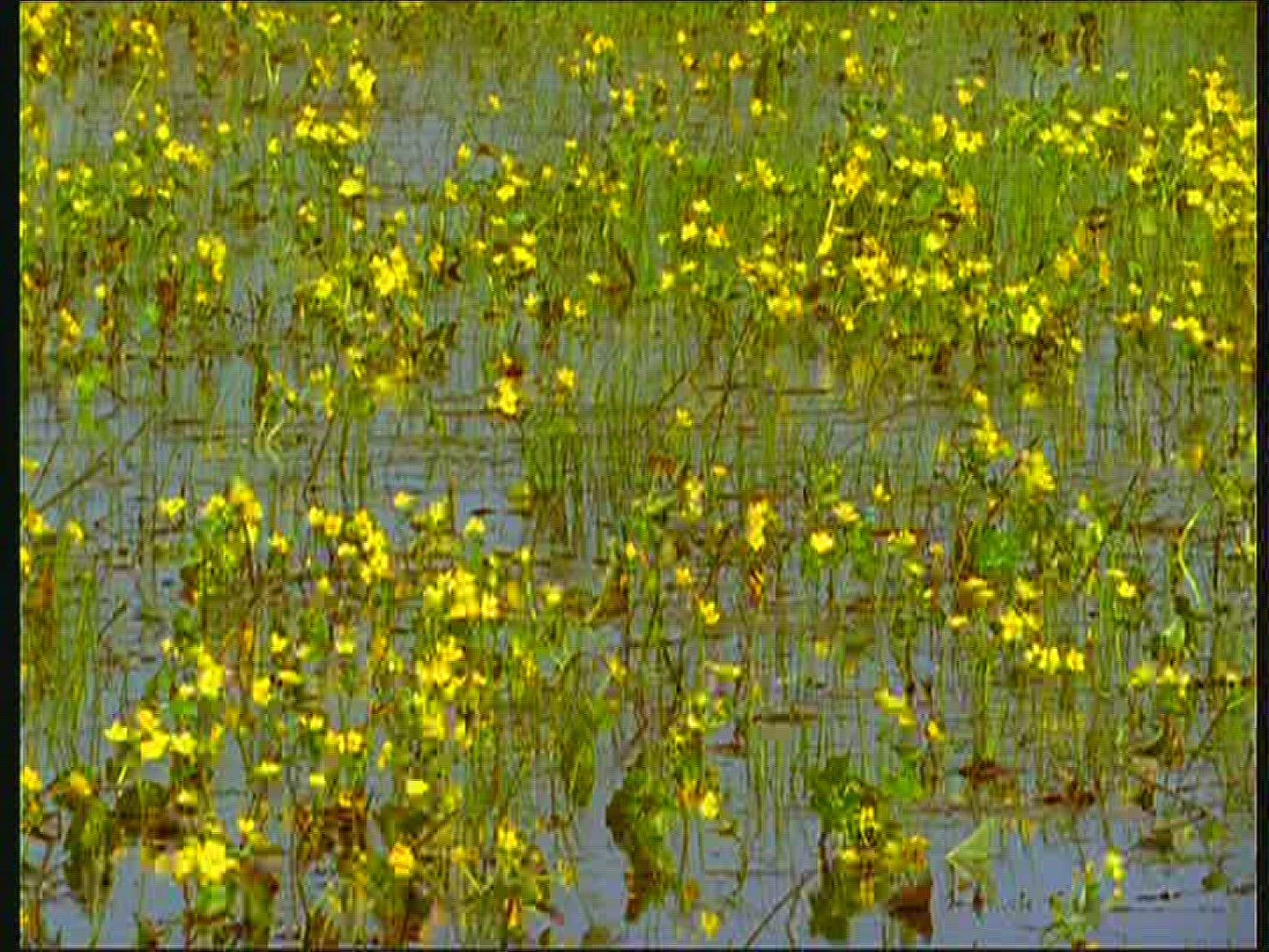 761299317 / Marsh Marigold / Swamp / Mid Europe