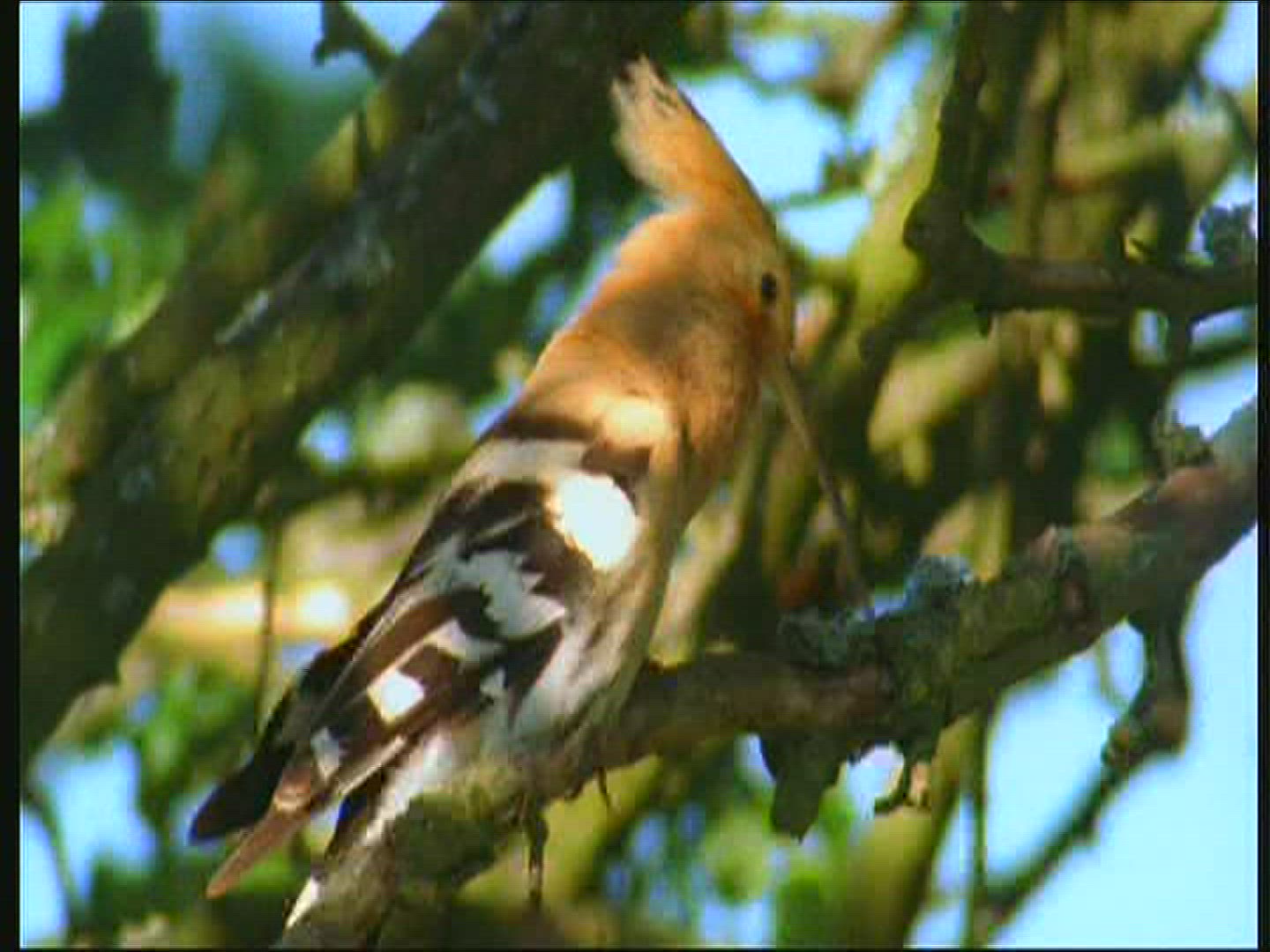 282203527 / Hoopoe / Limb / Poland