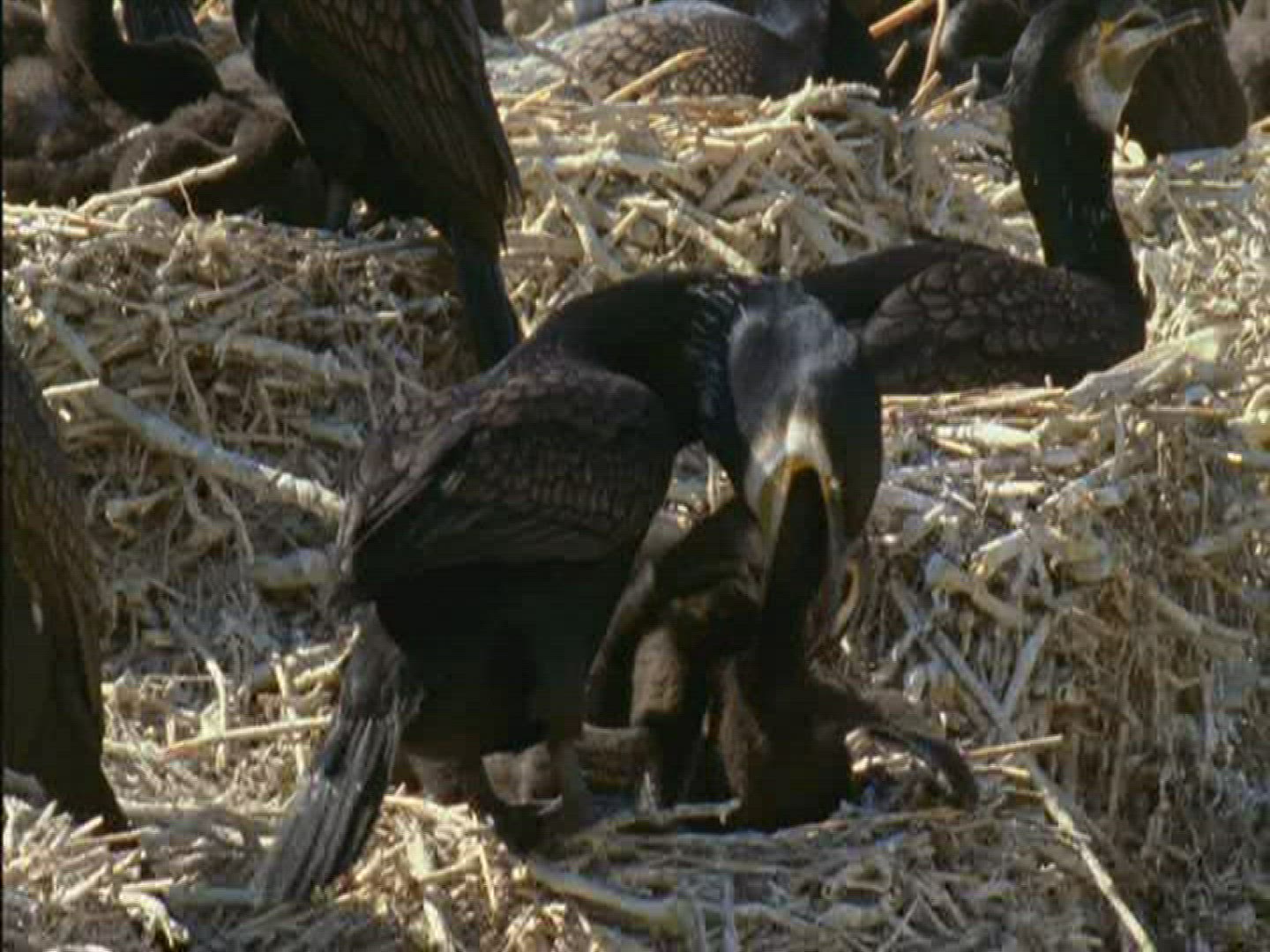 797921651 / Cormorant / Brood Care / Rügen / Germany