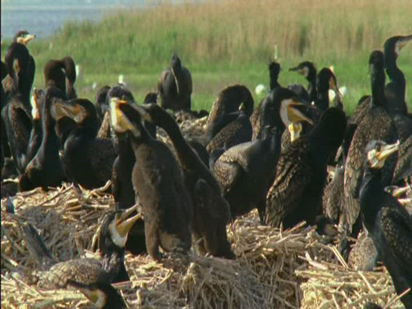 213584804 / Cormorant / Brood Care / Rügen / Germany