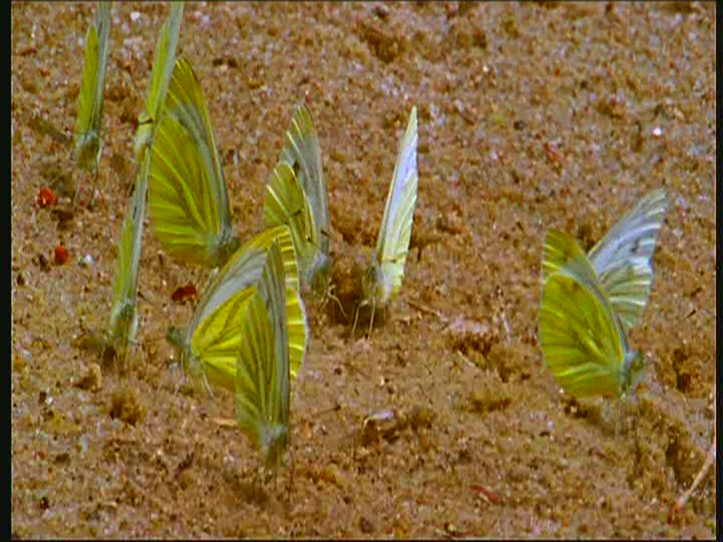 391157796 / Green-veined White / Sand / Poland