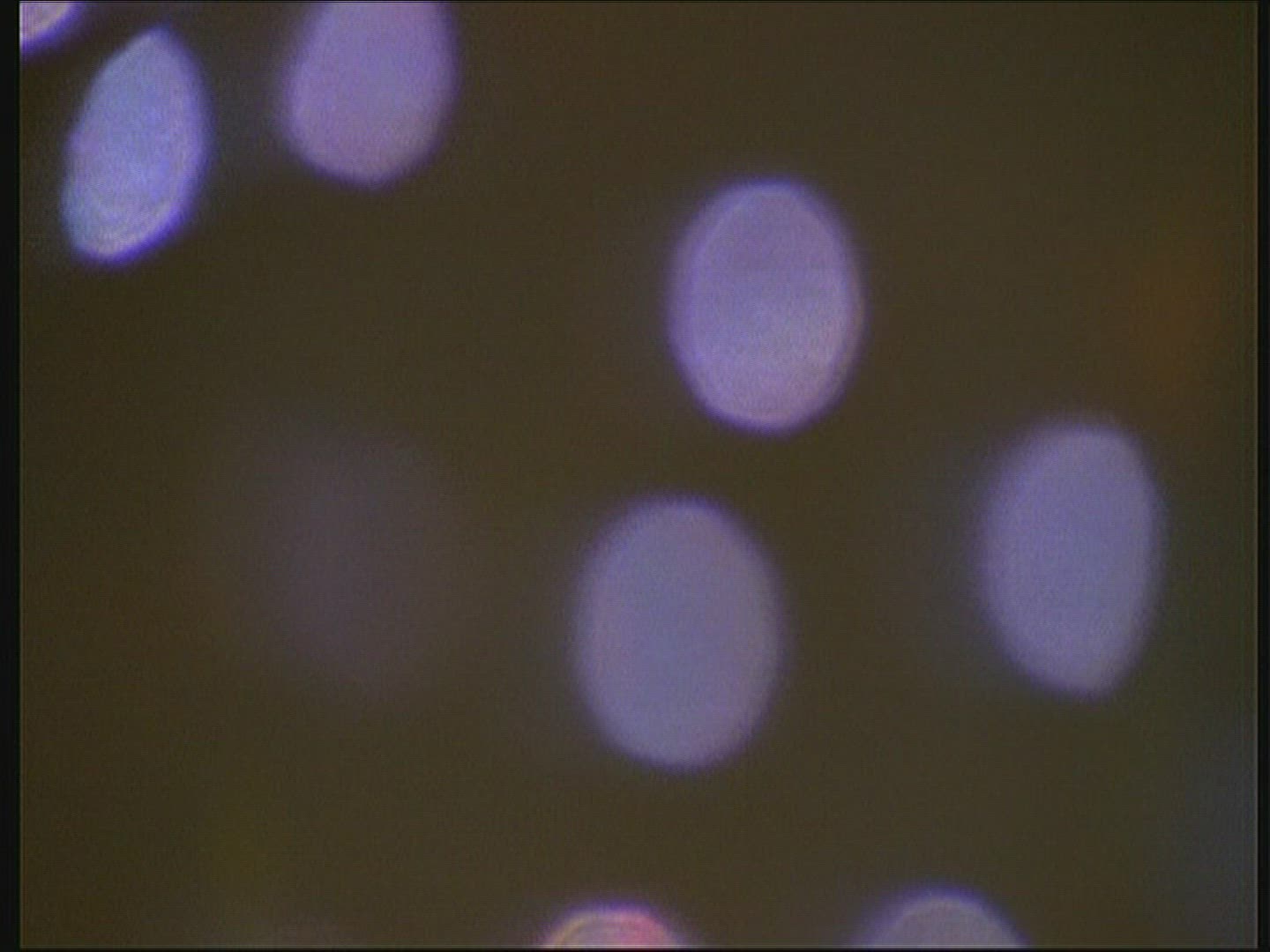 565850025 / Whirligig Beetles / Water Surface / Poland