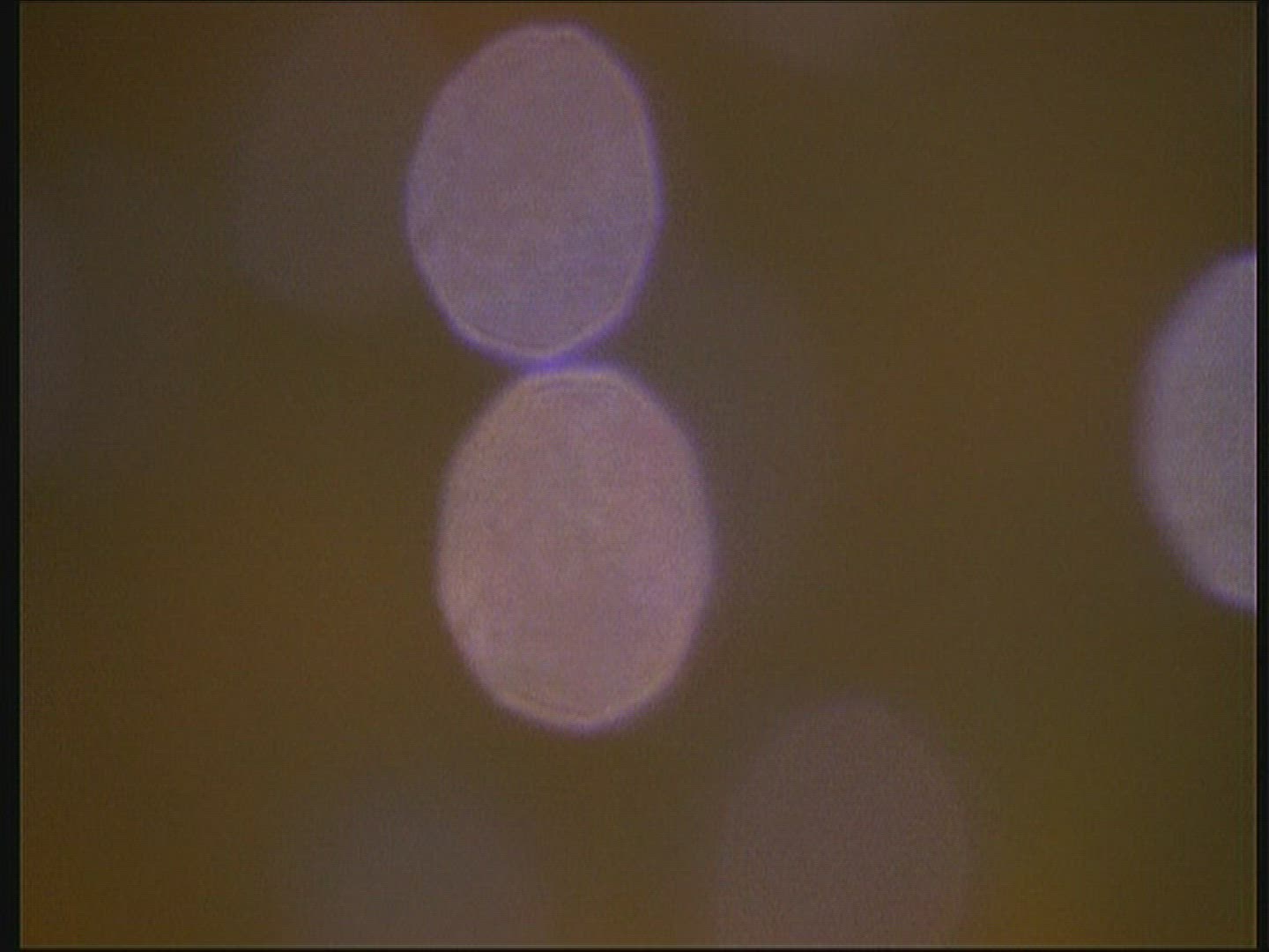 572569562 / Whirligig Beetles / Water Surface / Poland