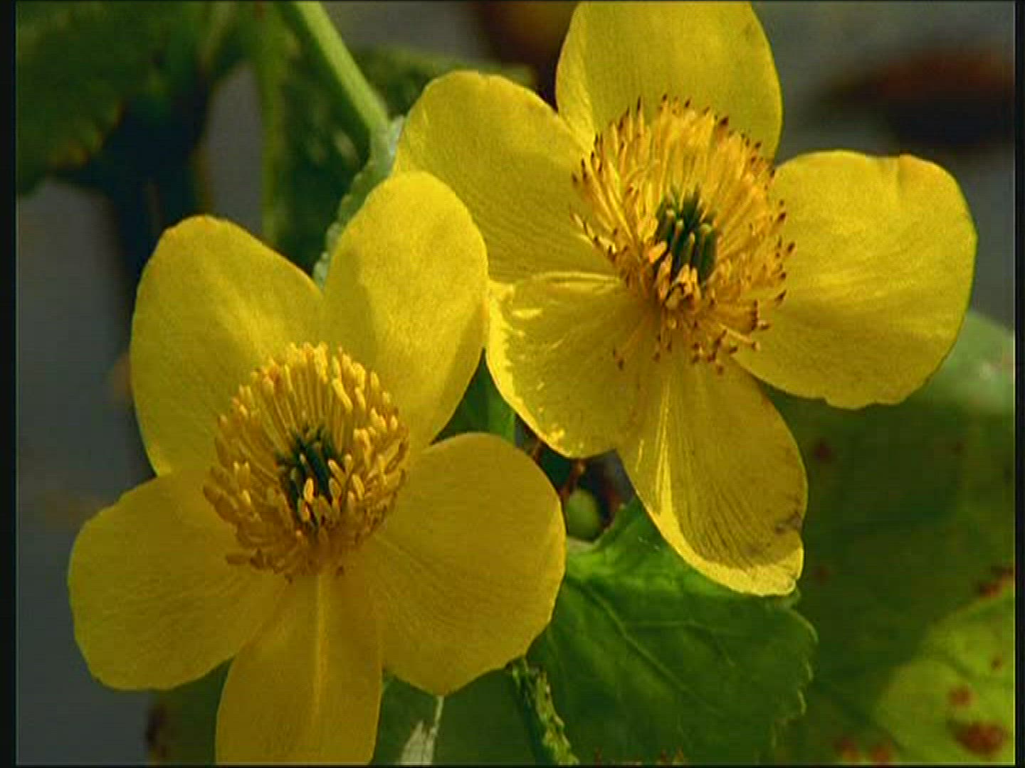 895652115 / Marsh Marigold / Poland