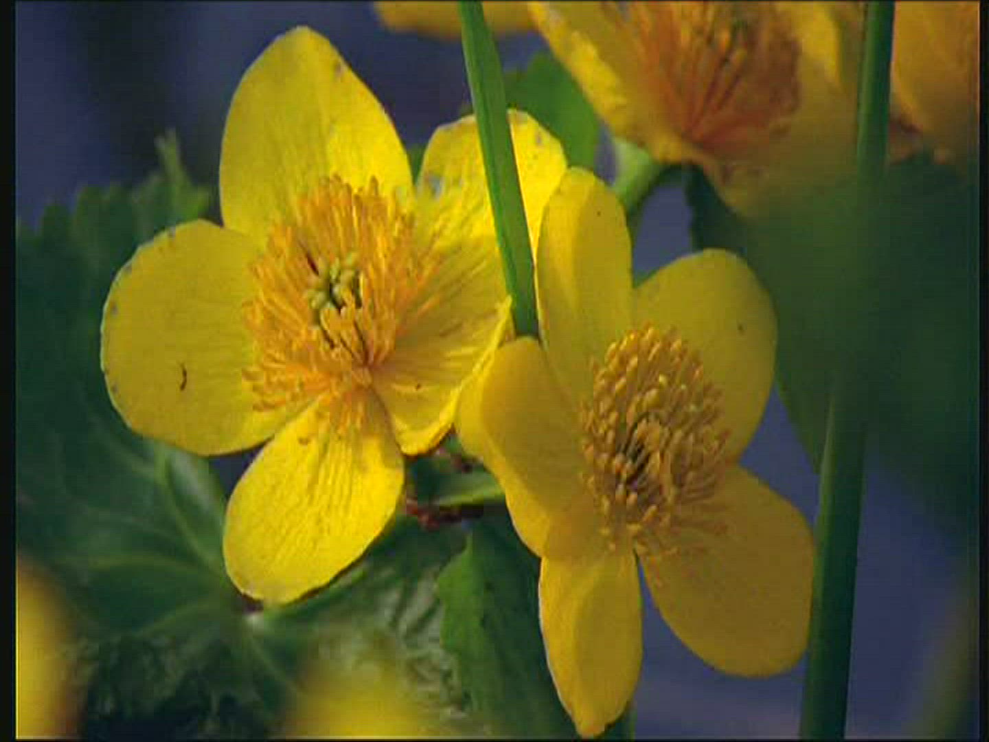 511025922 / Marsh Marigold / Poland