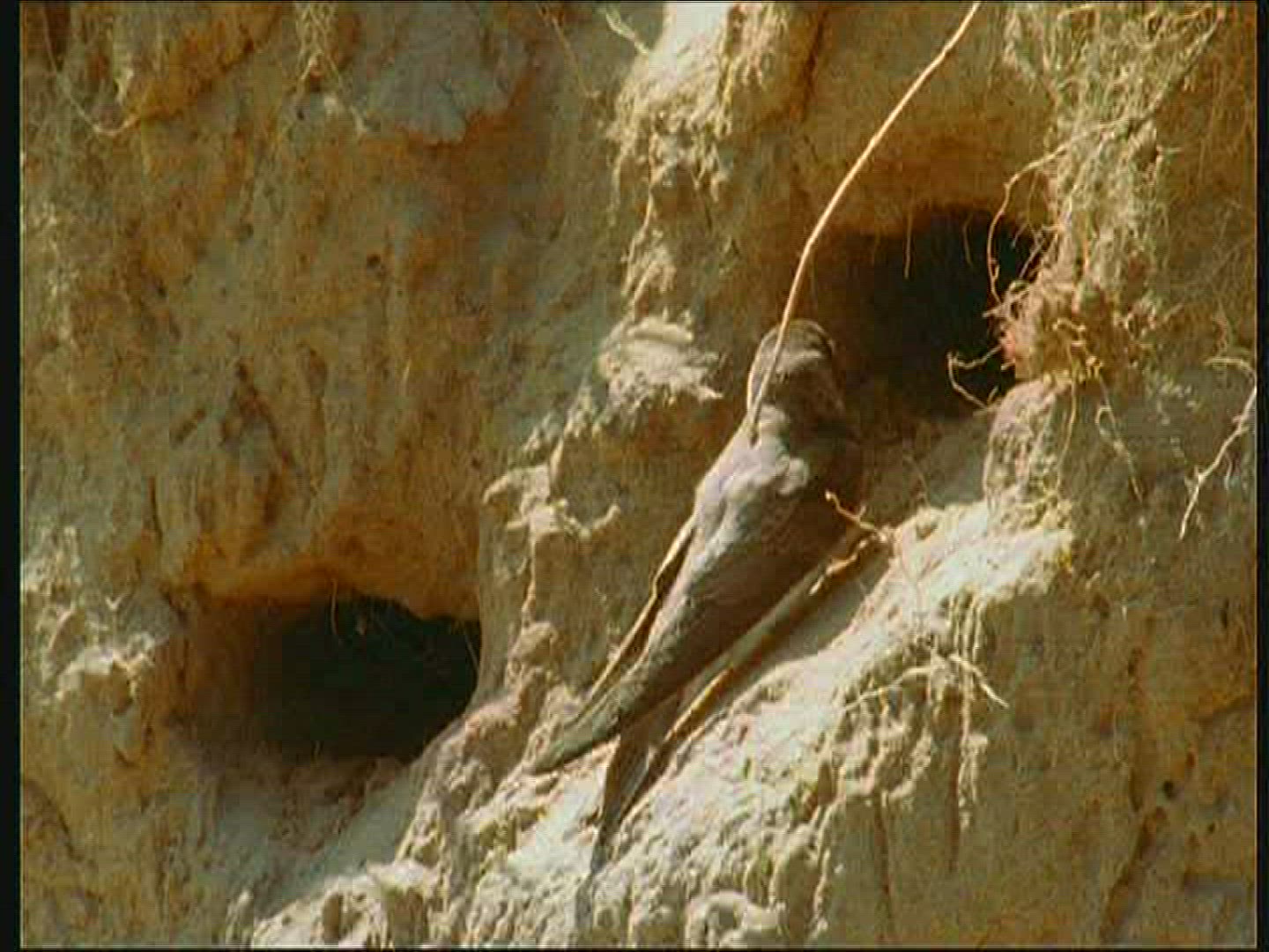 803450118 / Bank Swallow / Brood Nest / Poland