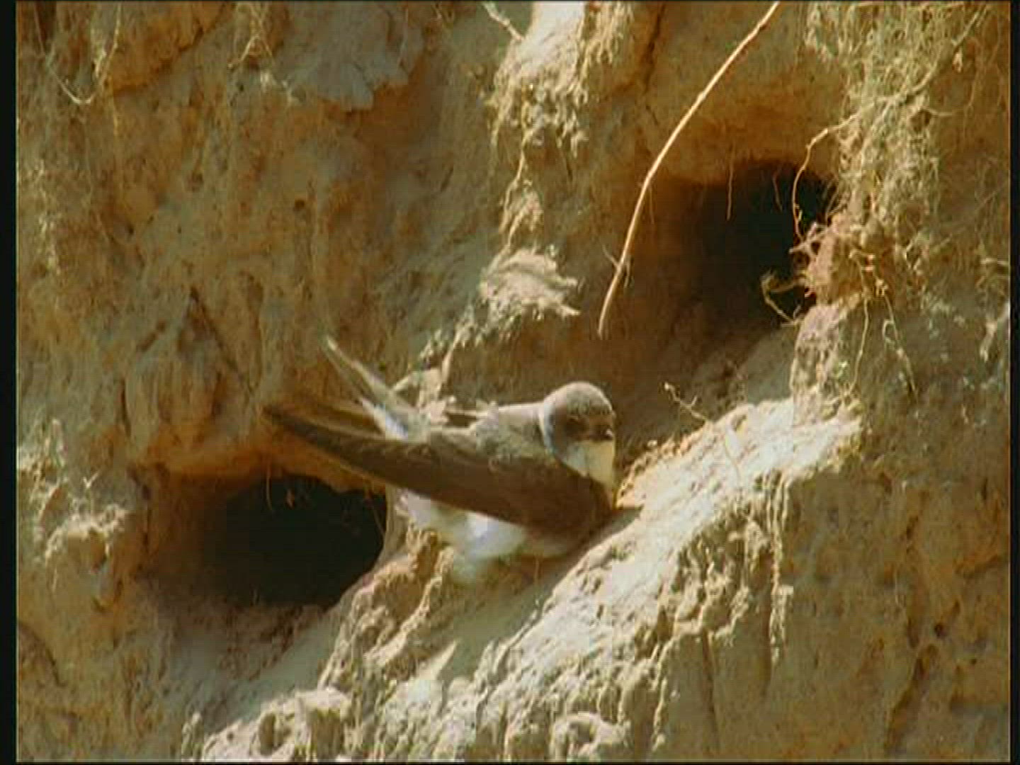 659634987 / Bank Swallow / Brood Nest / Poland