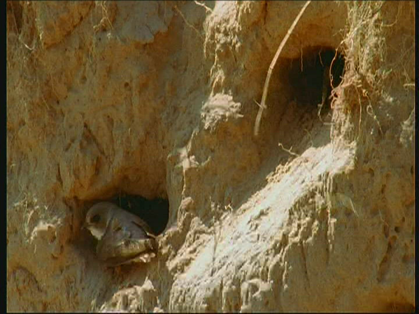 564843498 / Bank Swallow / Brood Nest / Poland