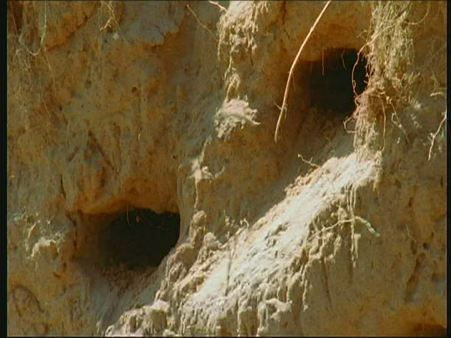 587989150 / Bank Swallow / Brood Nest / Poland