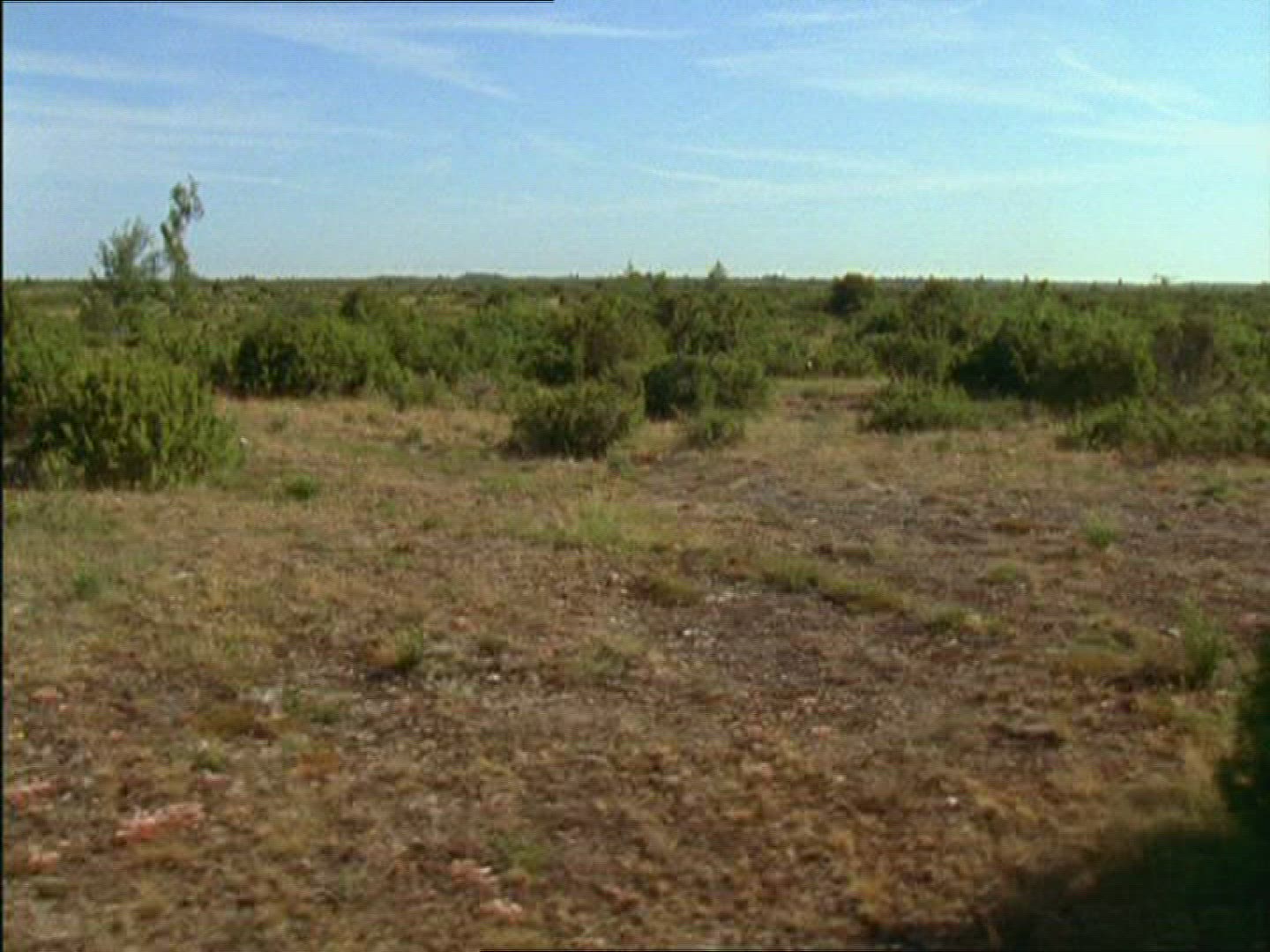 572274735 / Heathland / Öland / Sweden