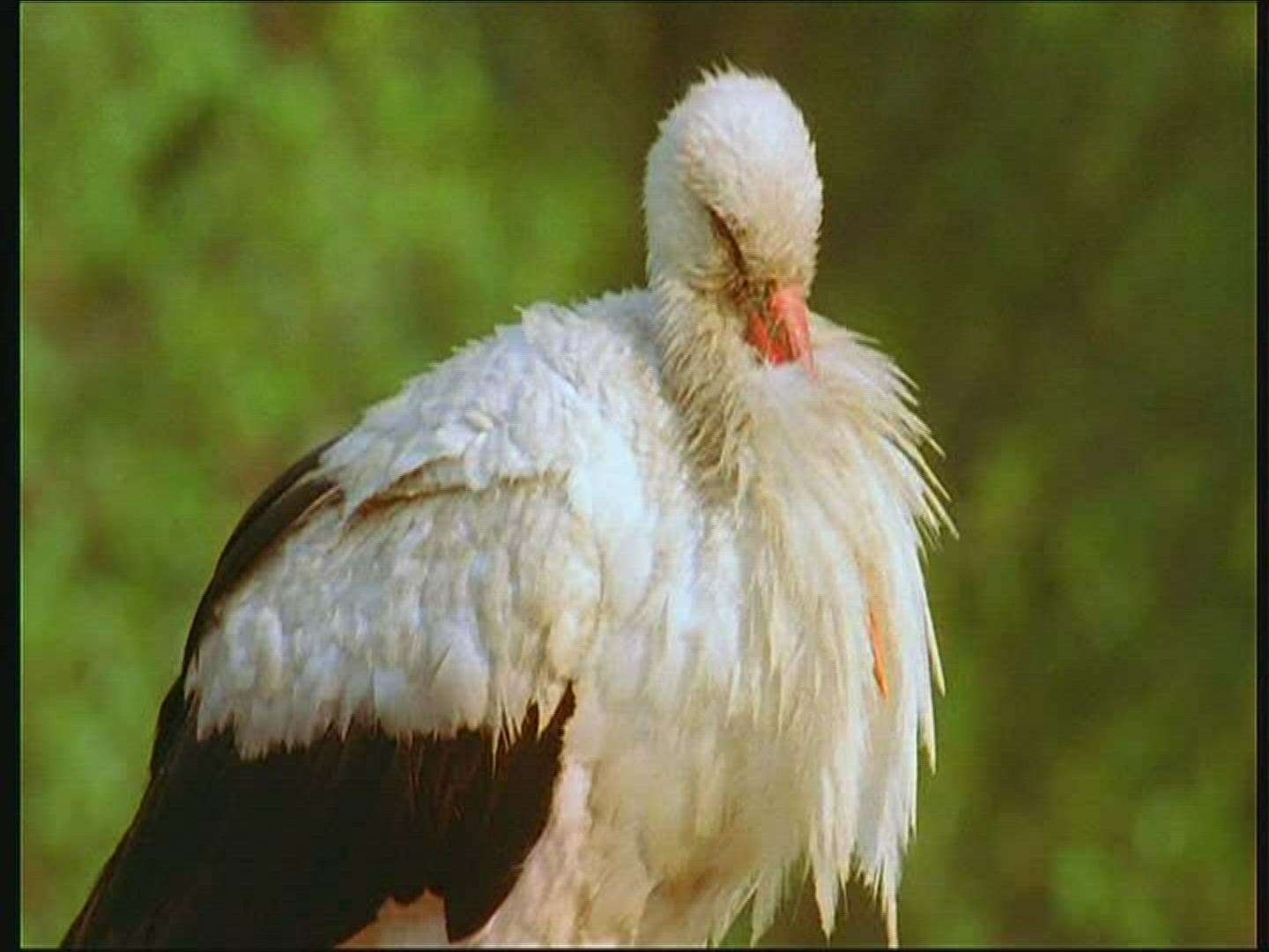 615904902 / White Stork / Chick / Poland