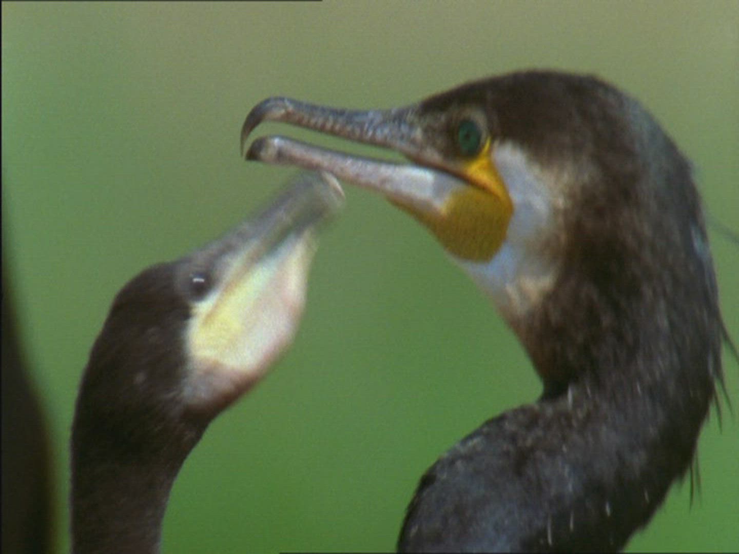 972802607 / Cormorant / Brood Care / Rügen / Germany
