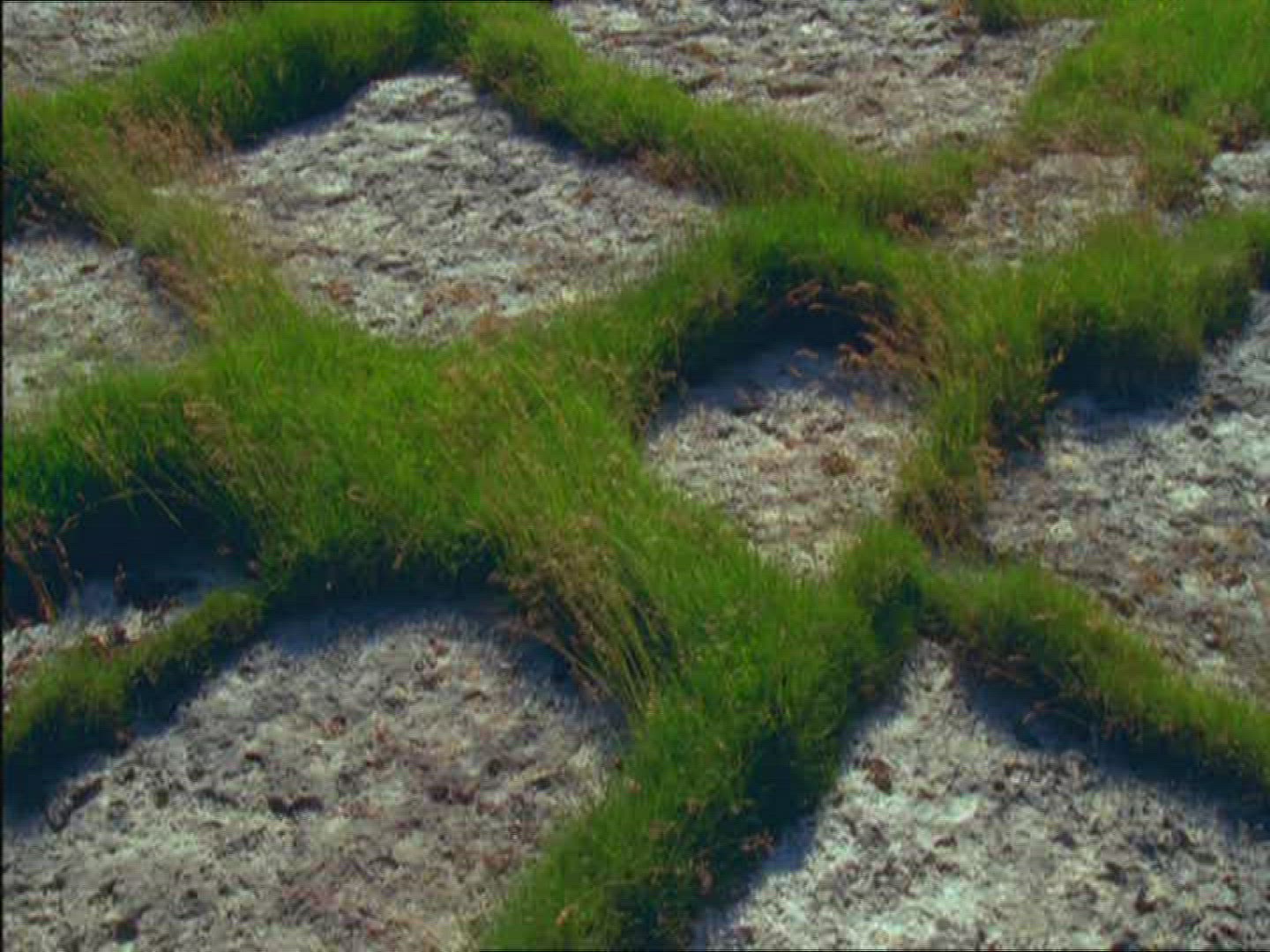 349902646 / Limestone / Pattern / Estonia