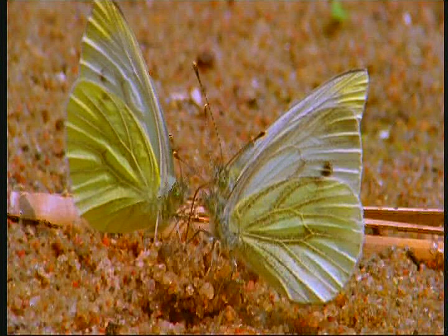 864367074 / Green-veined White / Sand / Poland