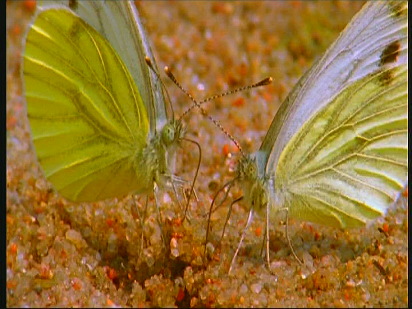 305990304 / Green-veined White / Sand / Poland