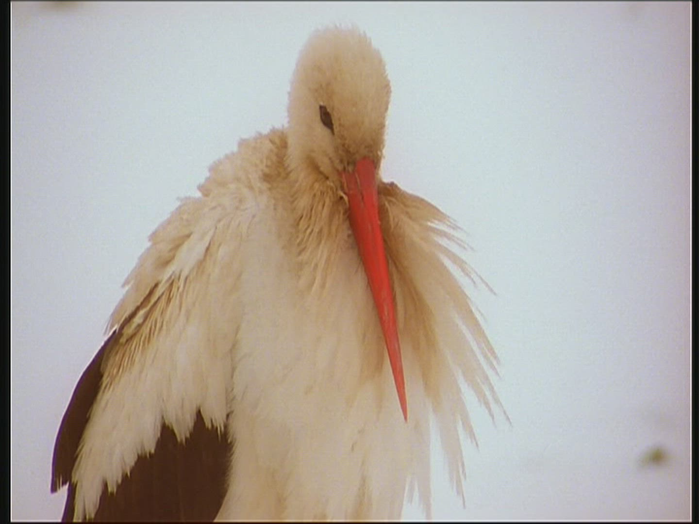 150008844 / White Stork / Snow / Poland