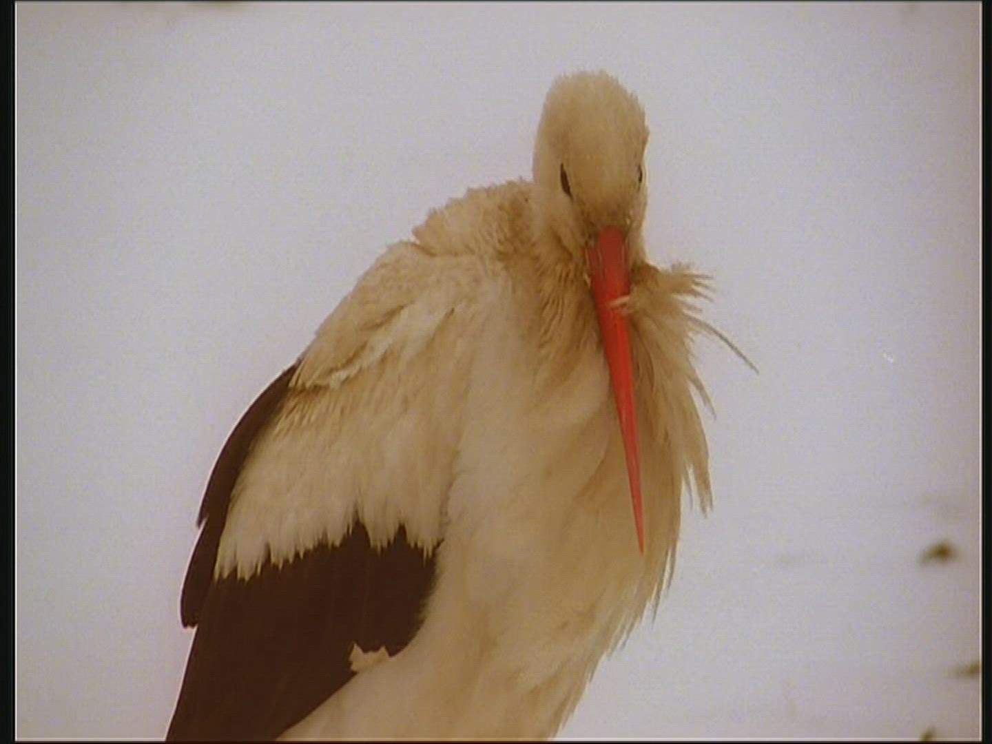 305622396 / White Stork / Snow / Poland