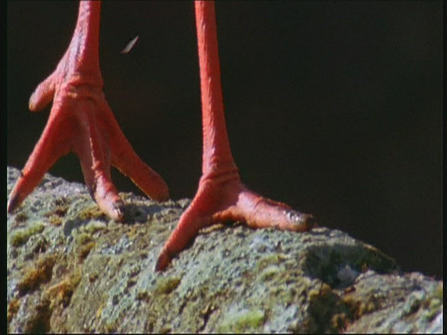 539662888 / White Stork / Foot / Claw / Poland