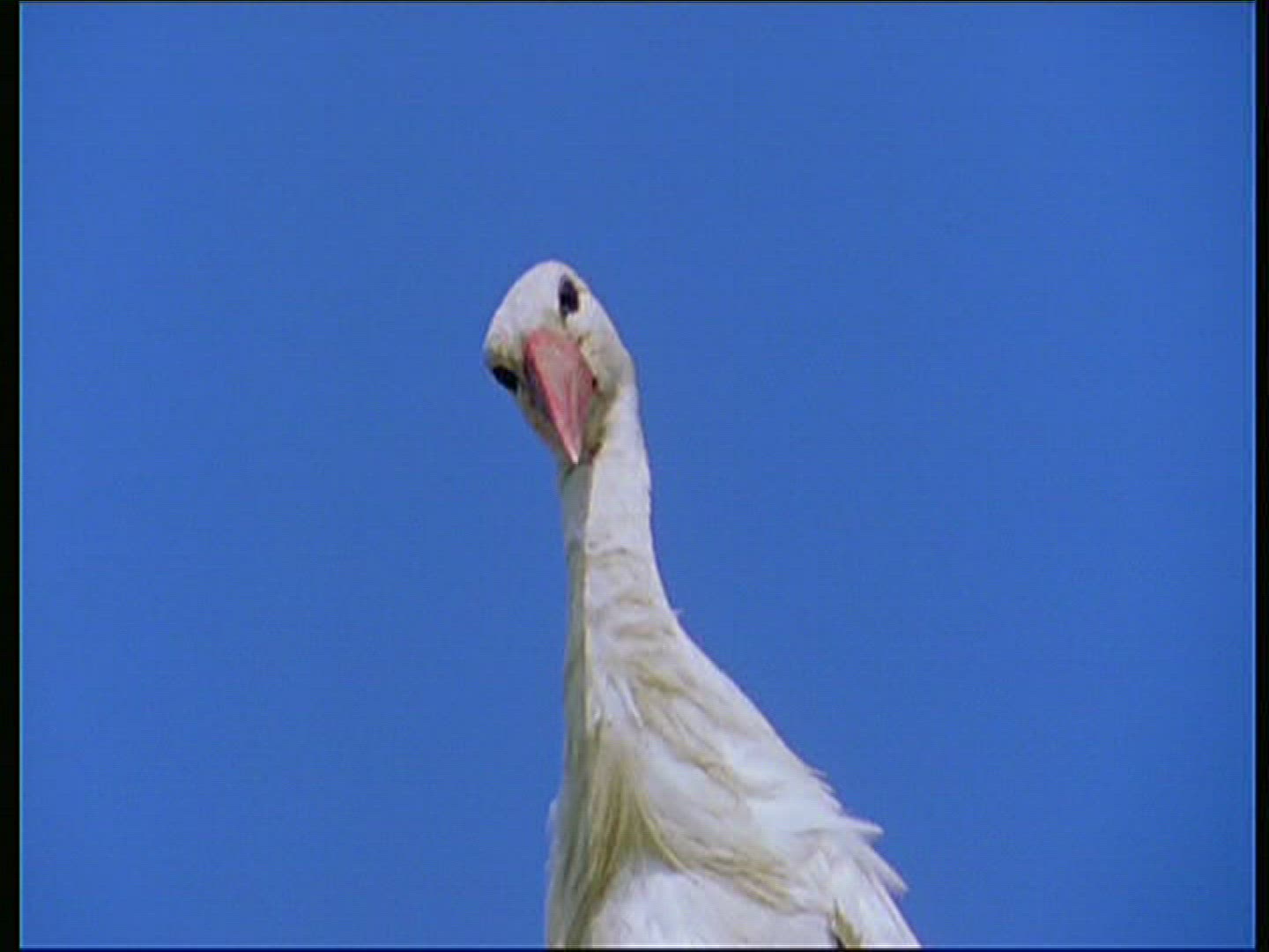 588058049 / White Stork / Storks' Nest / Poland