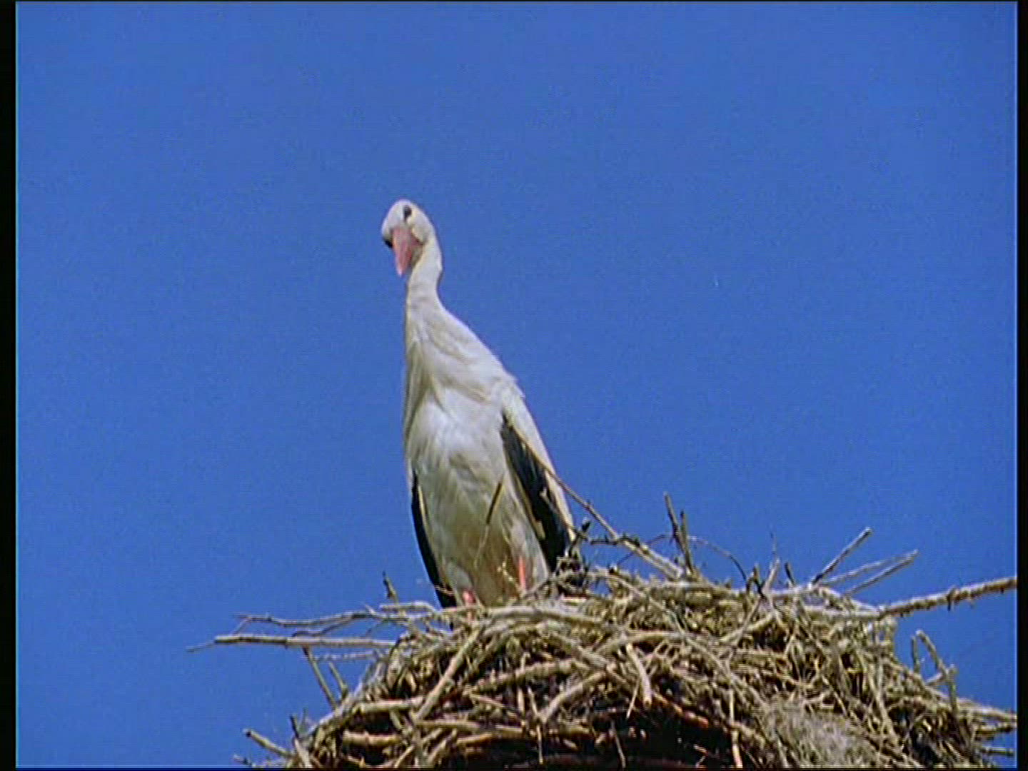 782976386 / White Stork / Storks' Nest / Poland